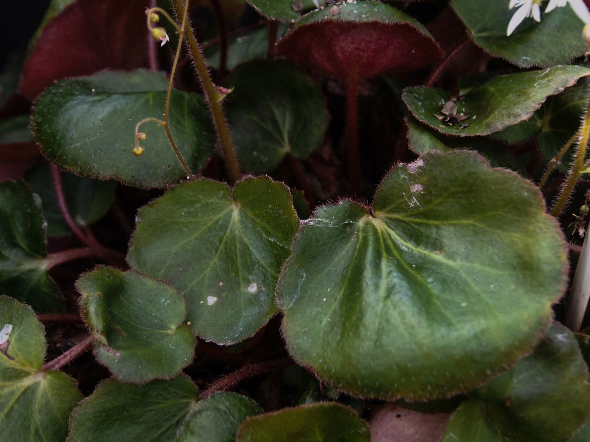 Image of Saxifraga stolonifera
