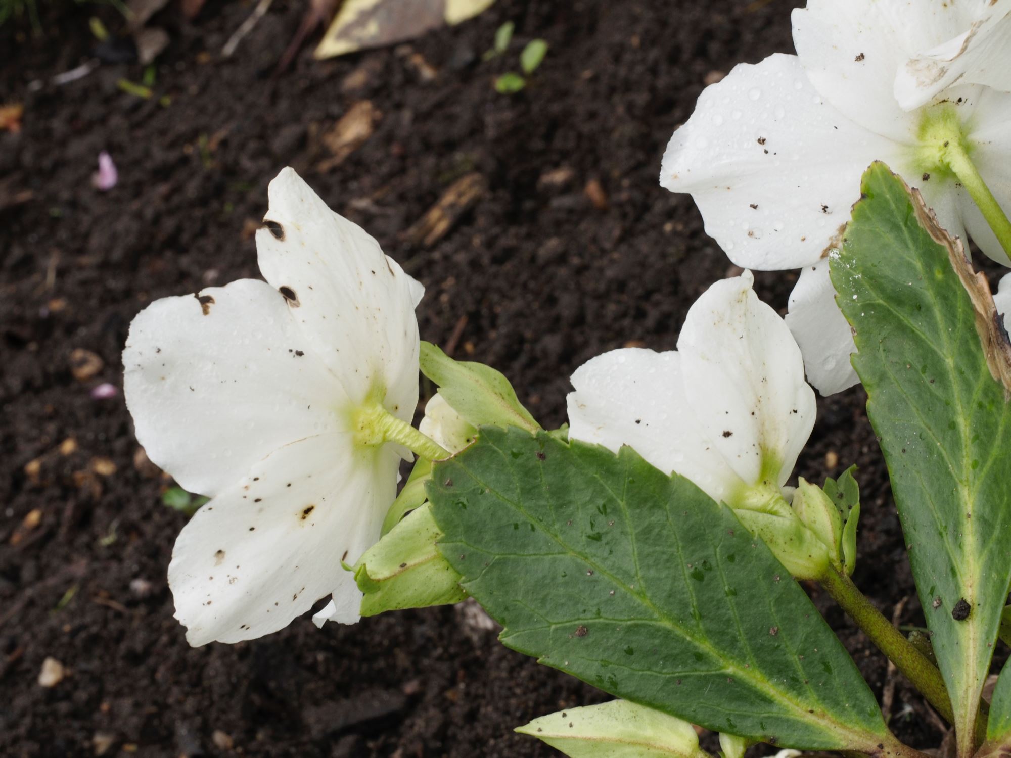 Image of Helleborus niger