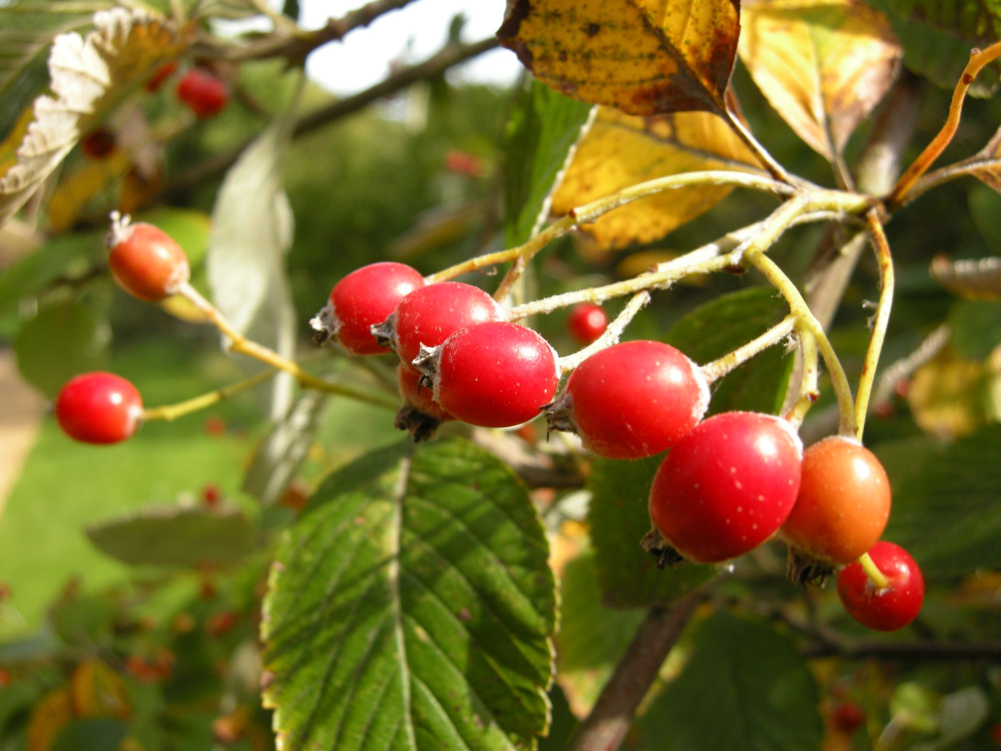 Image of Sorbus porrigentiformis