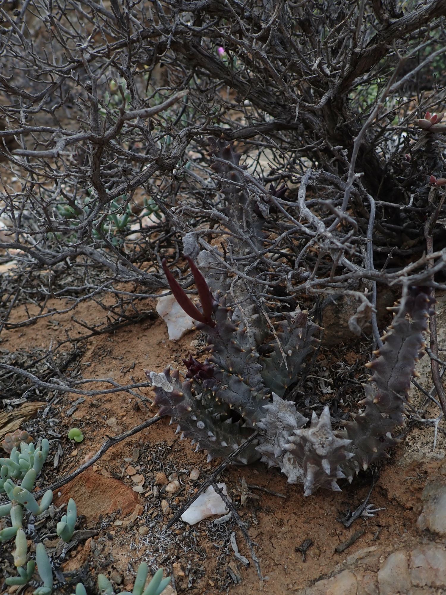 Image of Quaqua incarnata