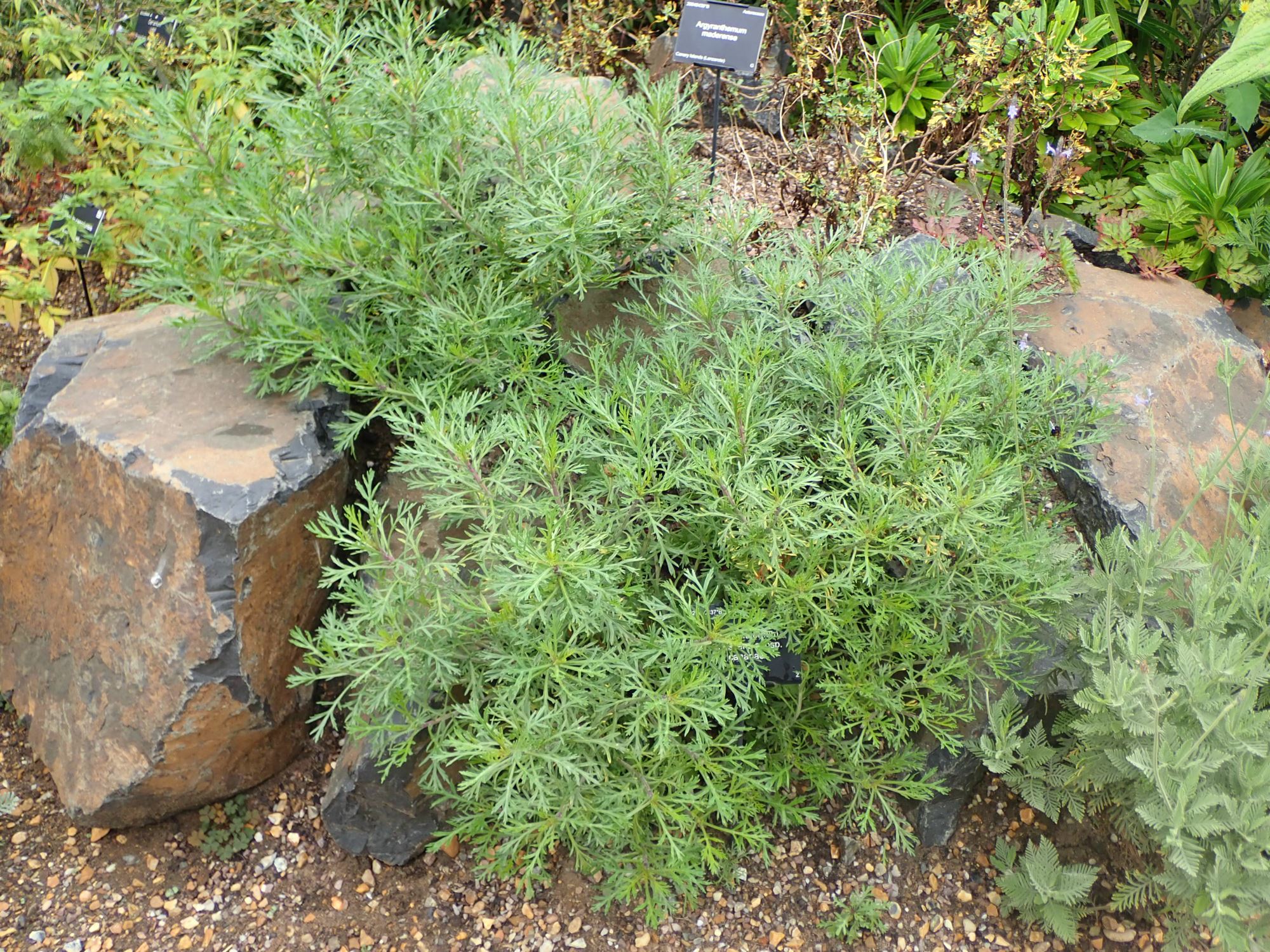 Image of Argyranthemum frutescens subsp. canariae