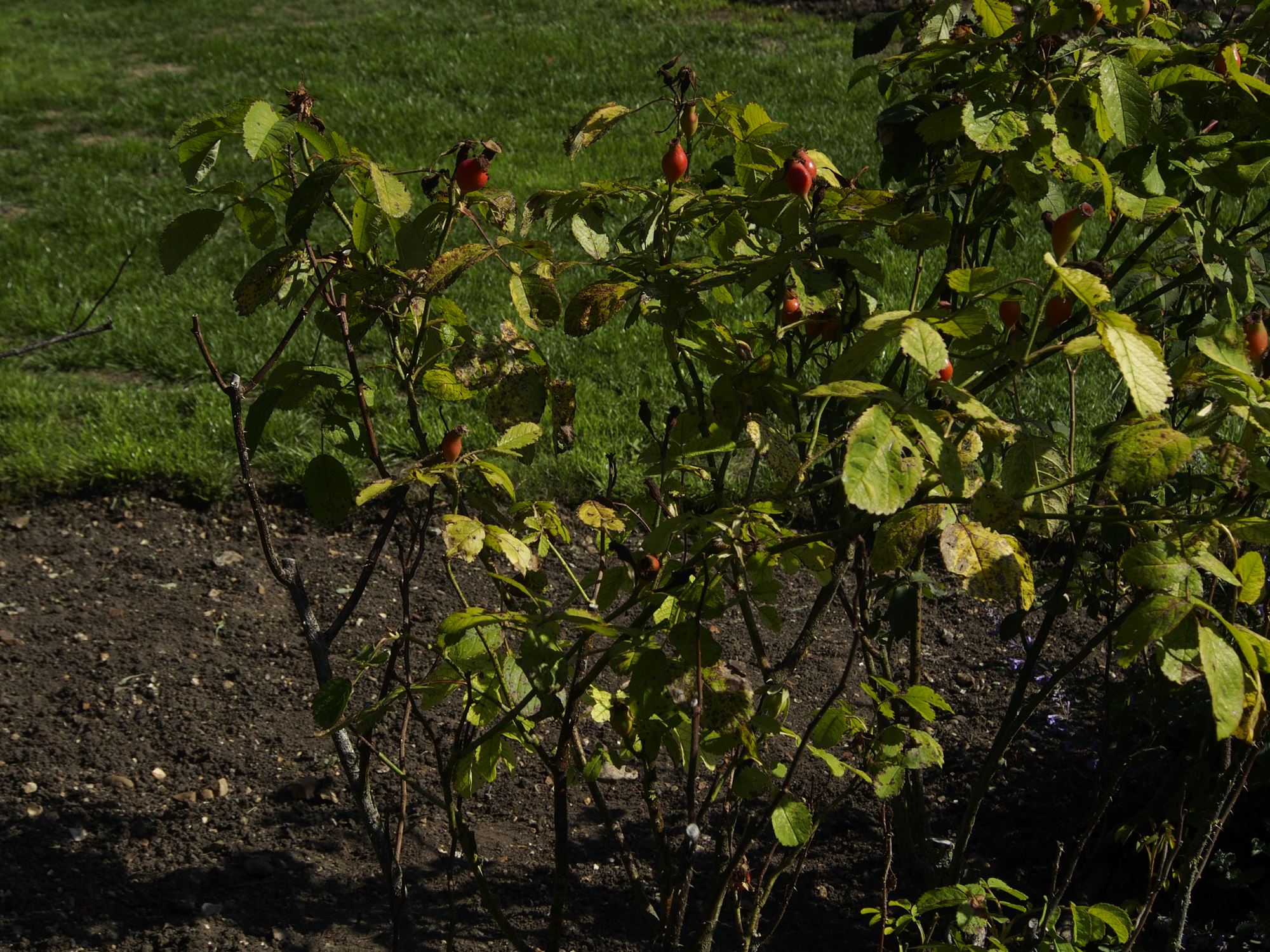 Image of Rosa 'Duchess of Portland'