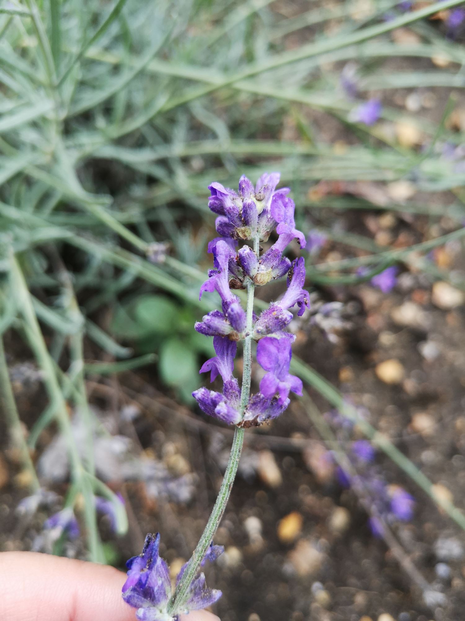 Image of Lavandula angustifolia 'Bridestowe Phillipa'