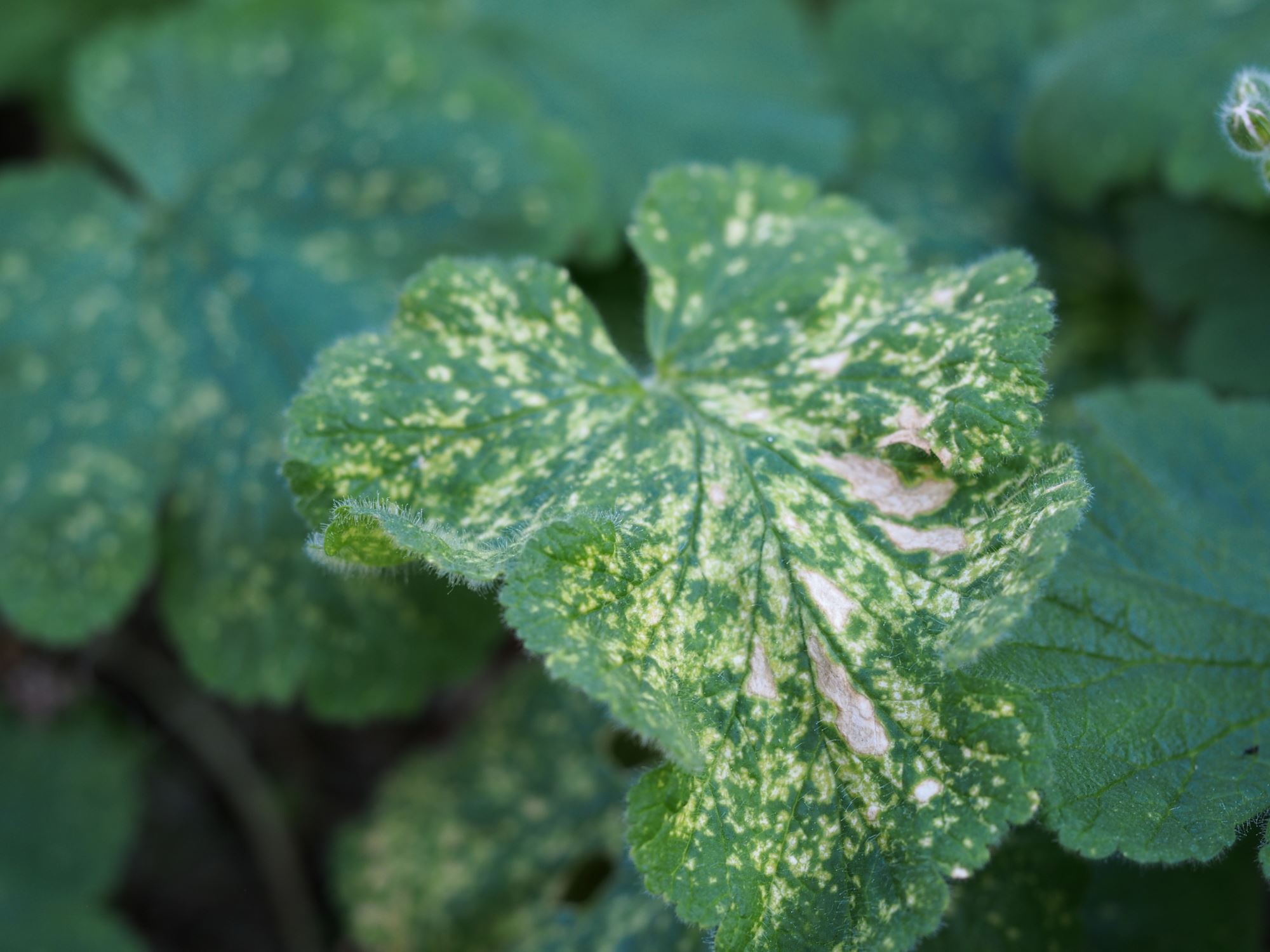 Image of Erodium trifolium