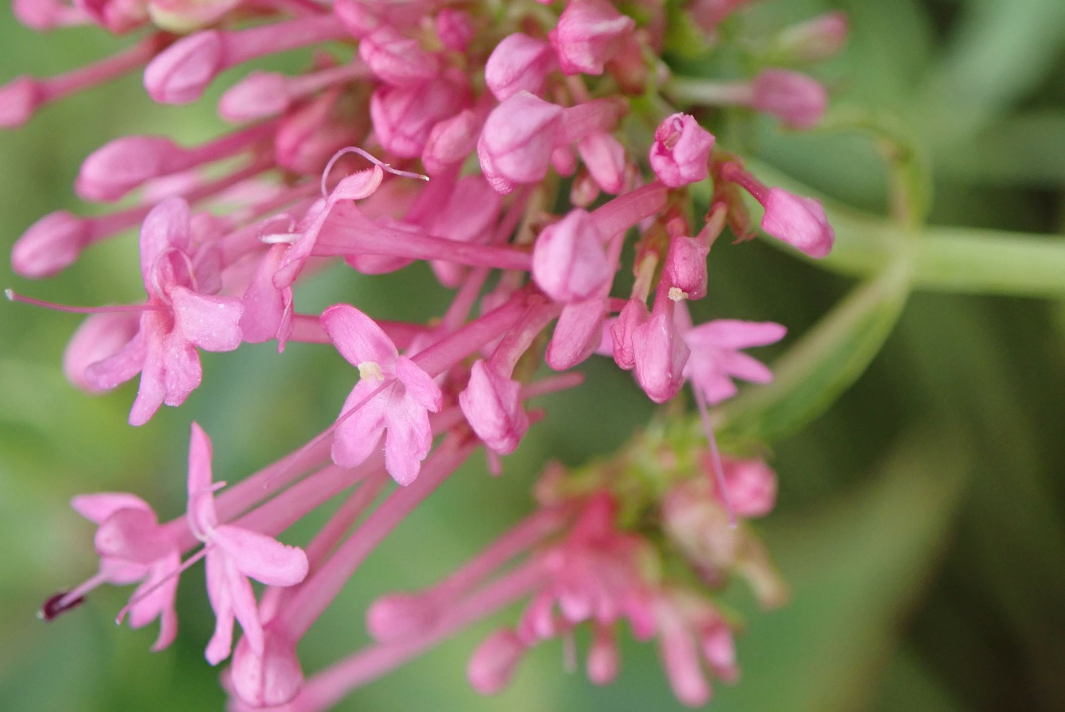 Image of Centranthus ruber