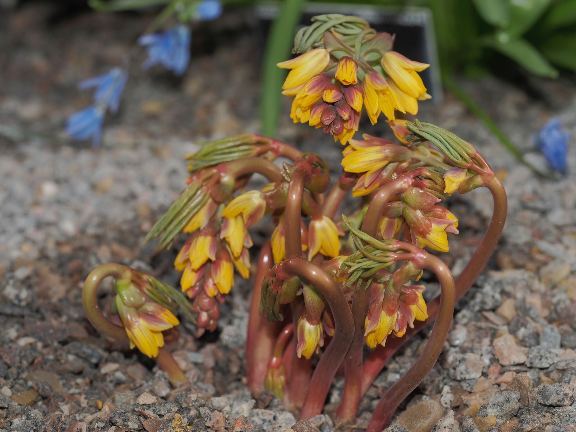 Image of Gymnospermium albertii
