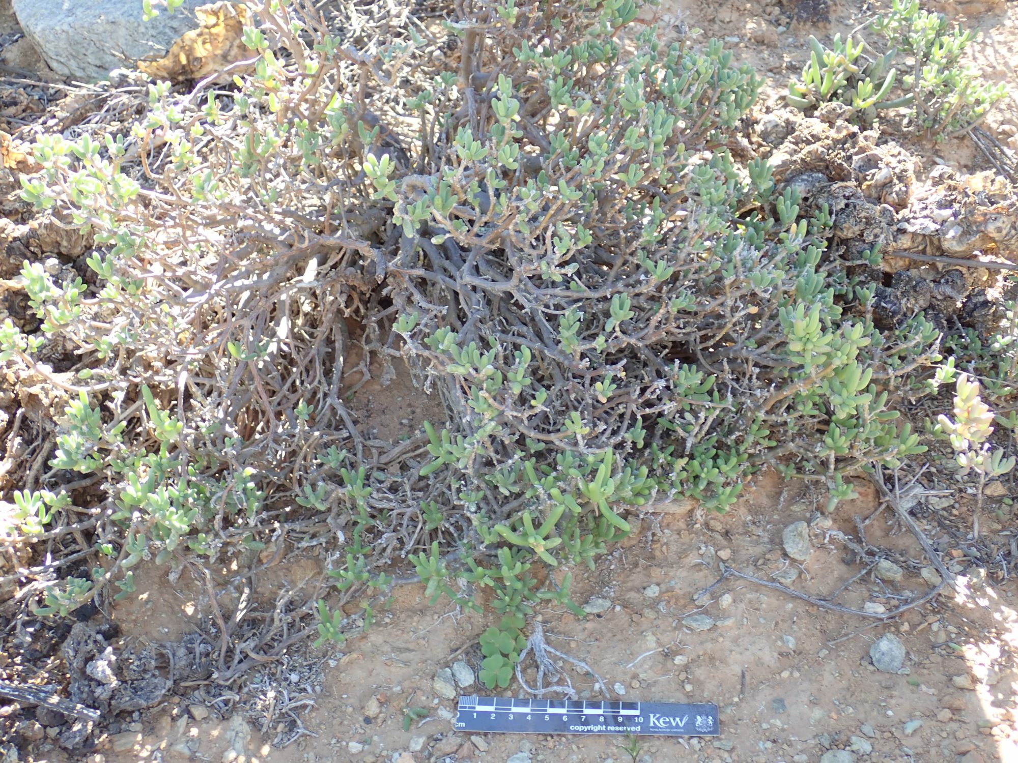 Image of Delosperma klinghardtianum