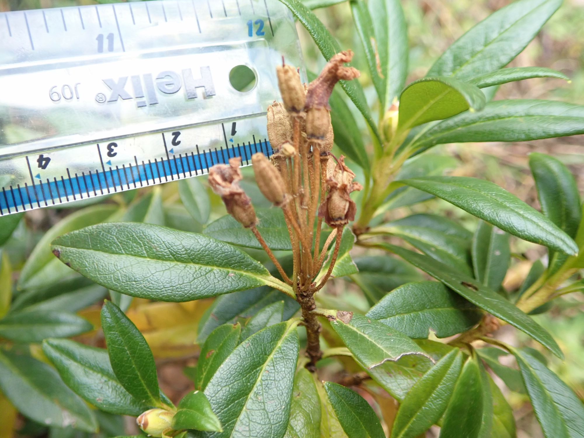 Image of Rhododendron ferrugineum