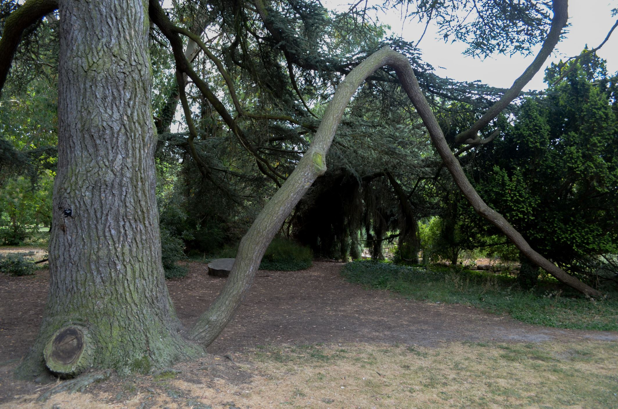 Image of Cedrus atlantica 'Glauca'