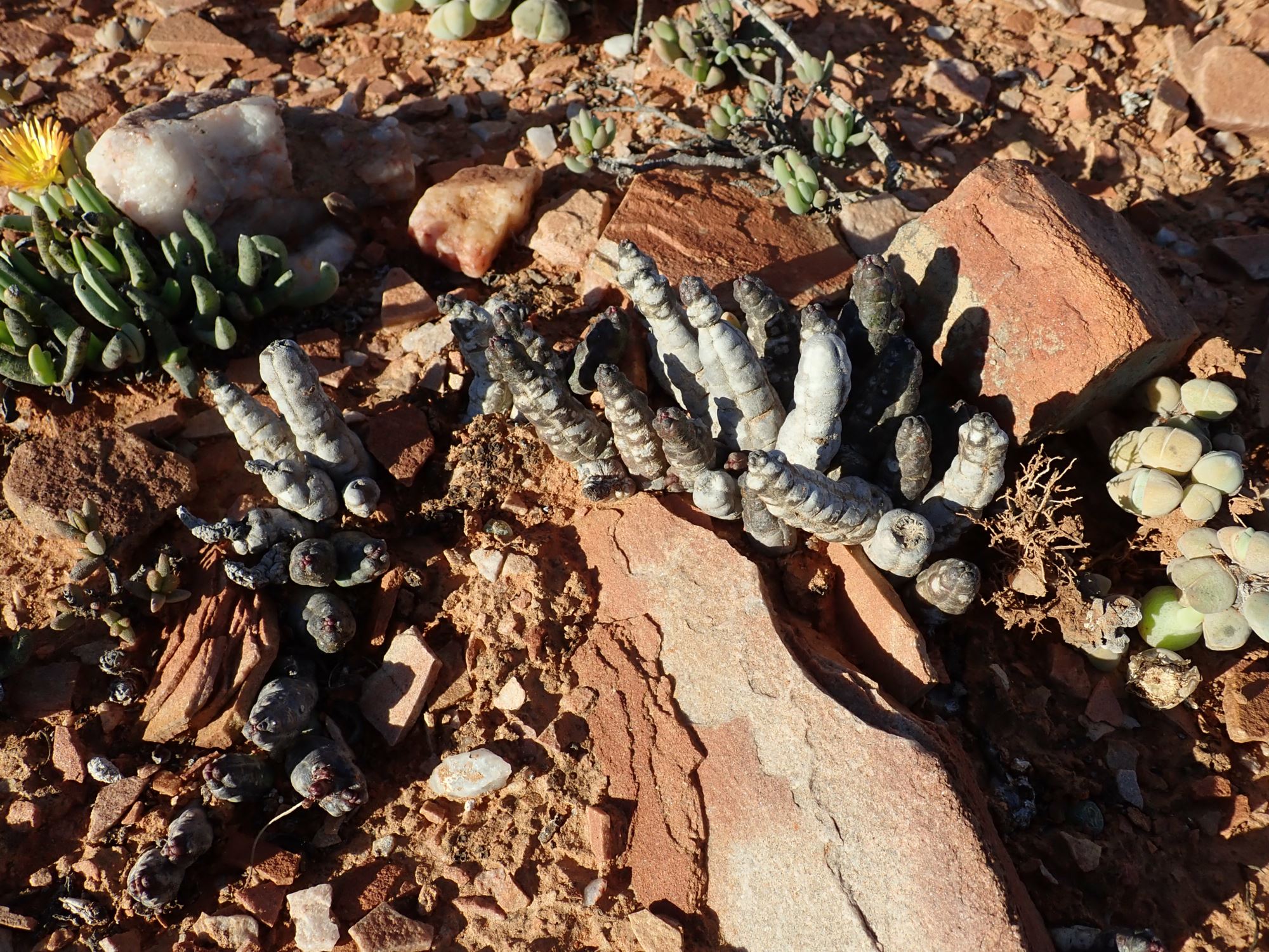 Image of Tromotriche umdausensis