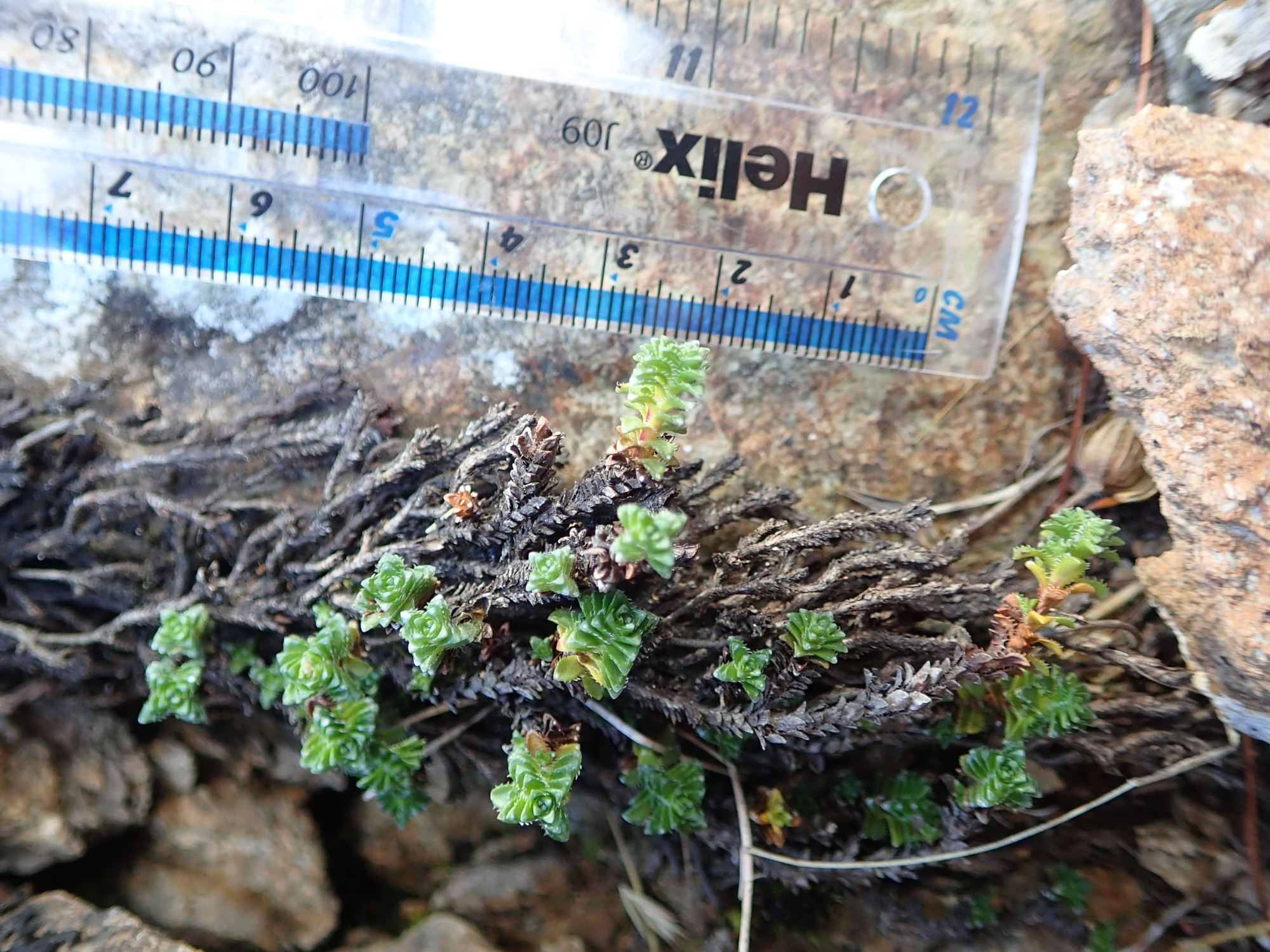 Image of Saxifraga oppositifolia var. oppositifolia