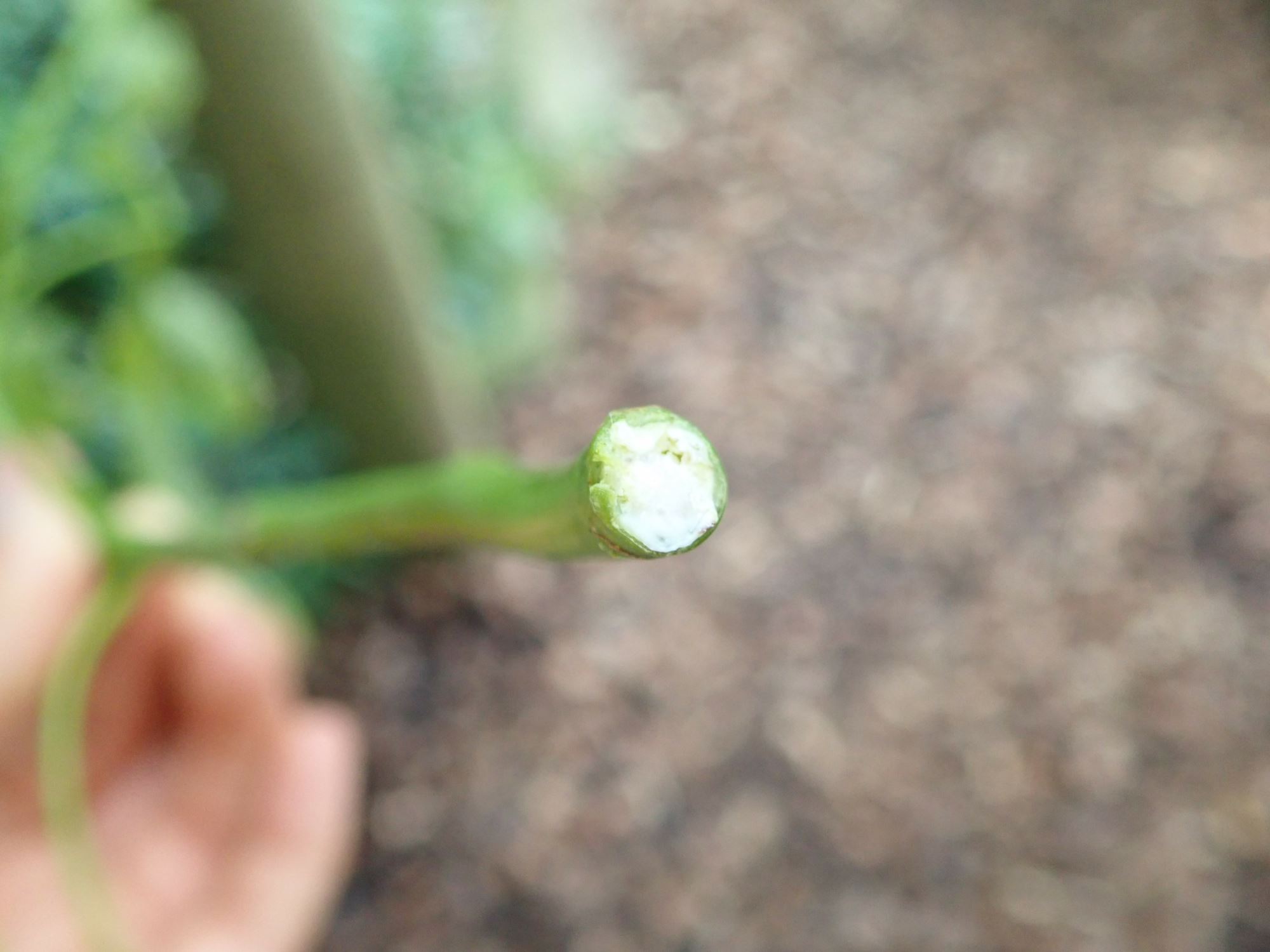 Image of Hevea brasiliensis