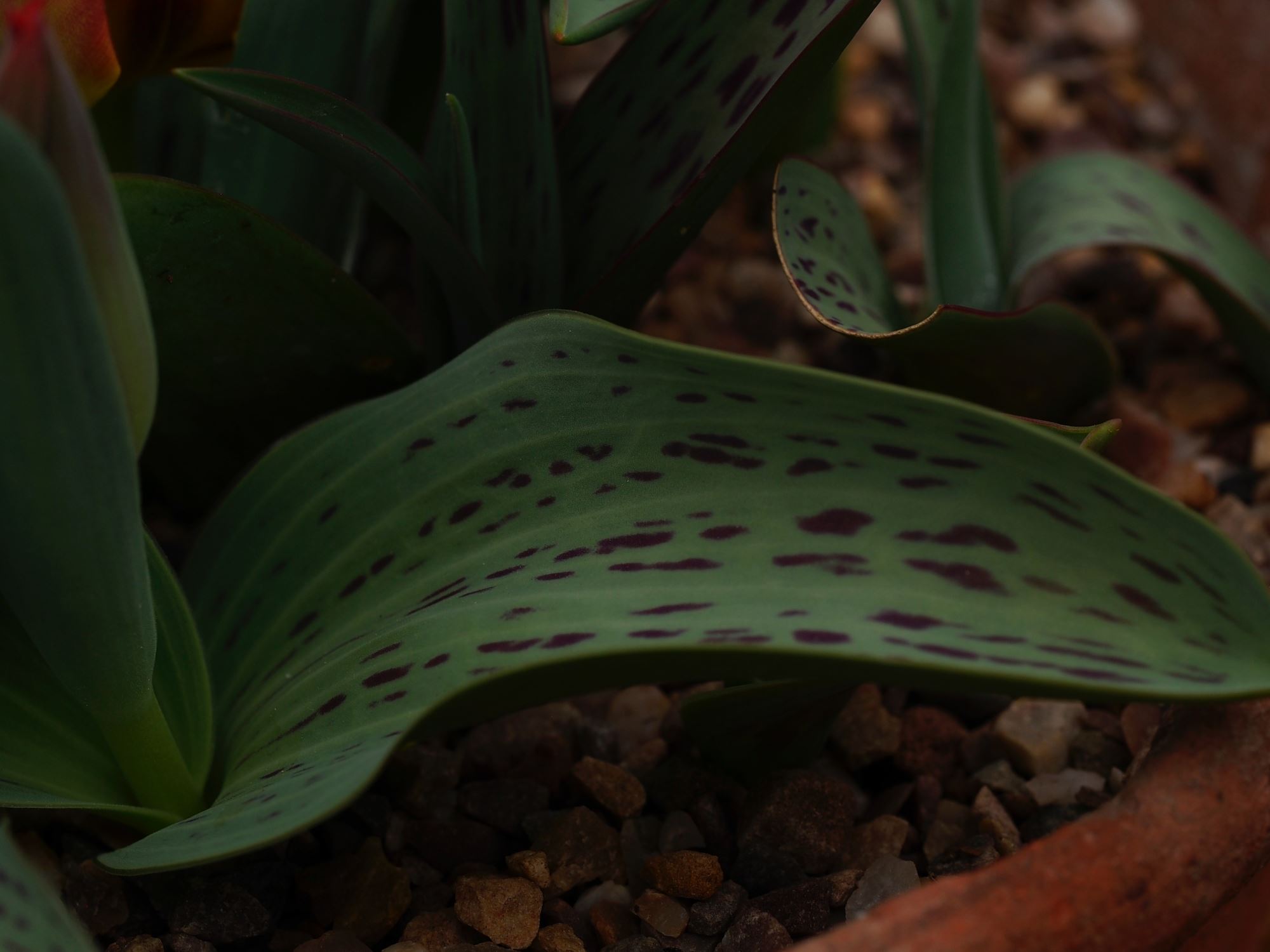 Image of Tulipa greigii