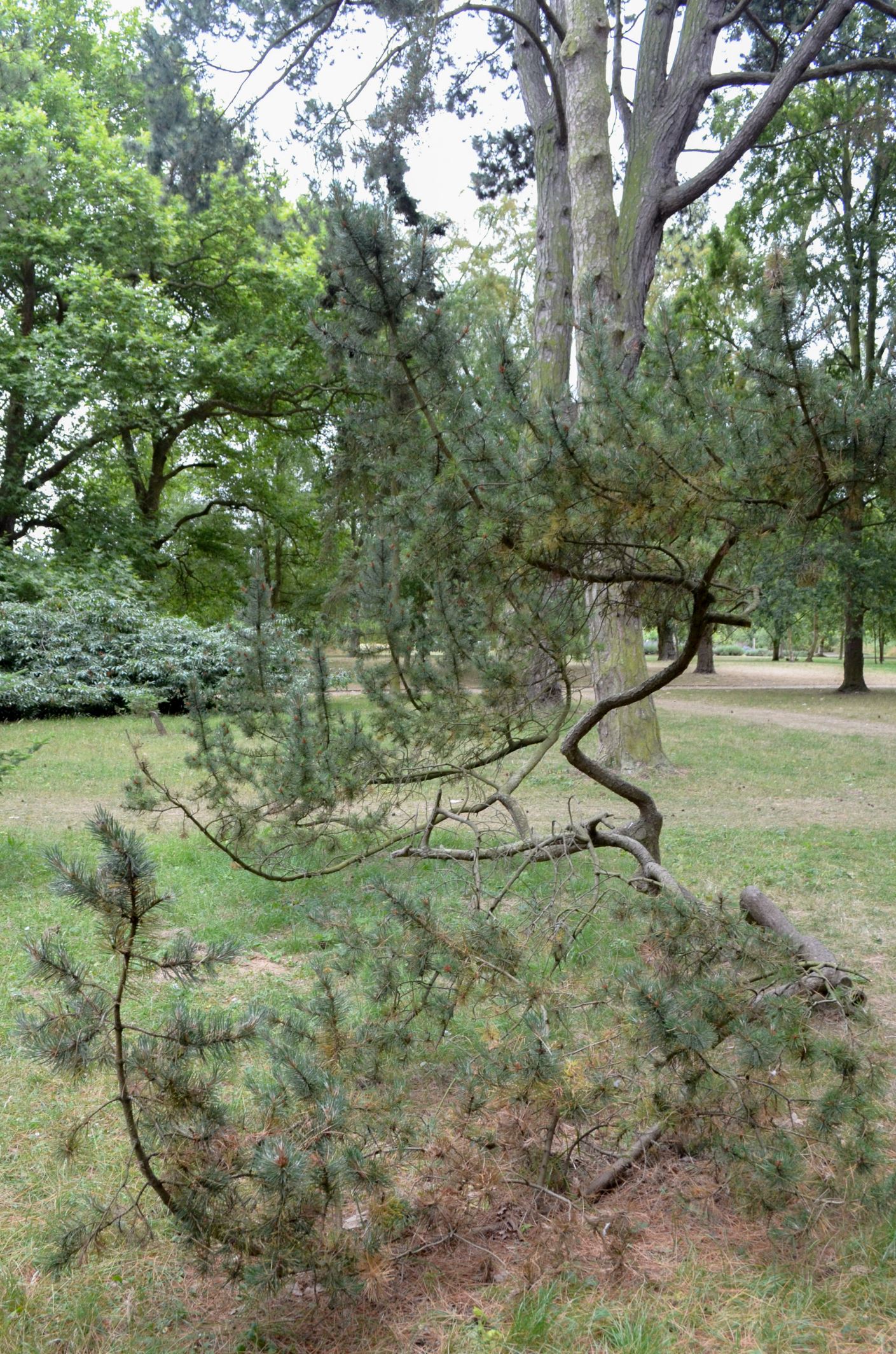 Image of Pinus mugo