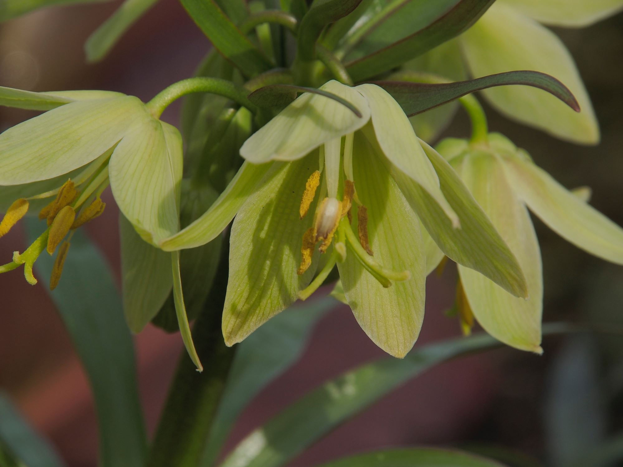 Image of Fritillaria raddeana