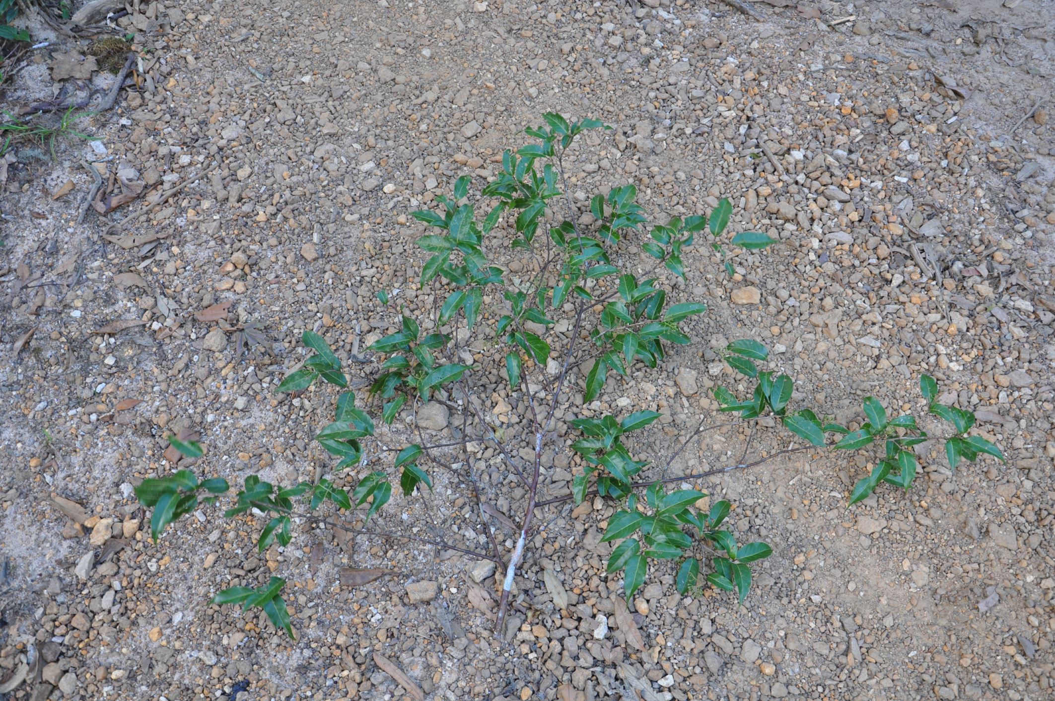 Image of Huodendron tibeticum