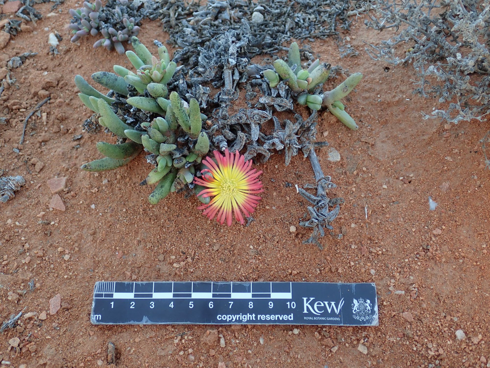 Image of Cephalophyllum sp.