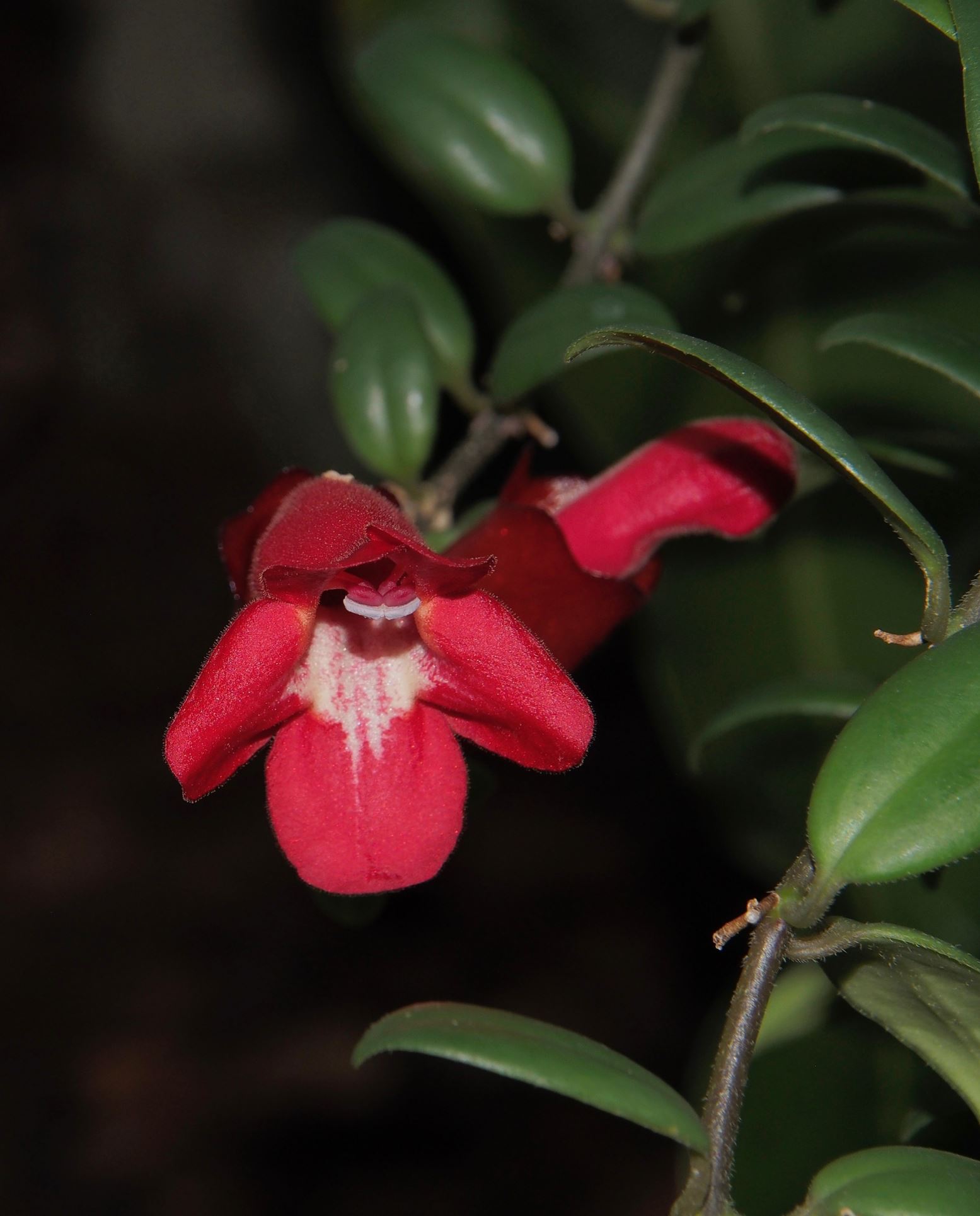 Image of Aeschynanthus pulcher