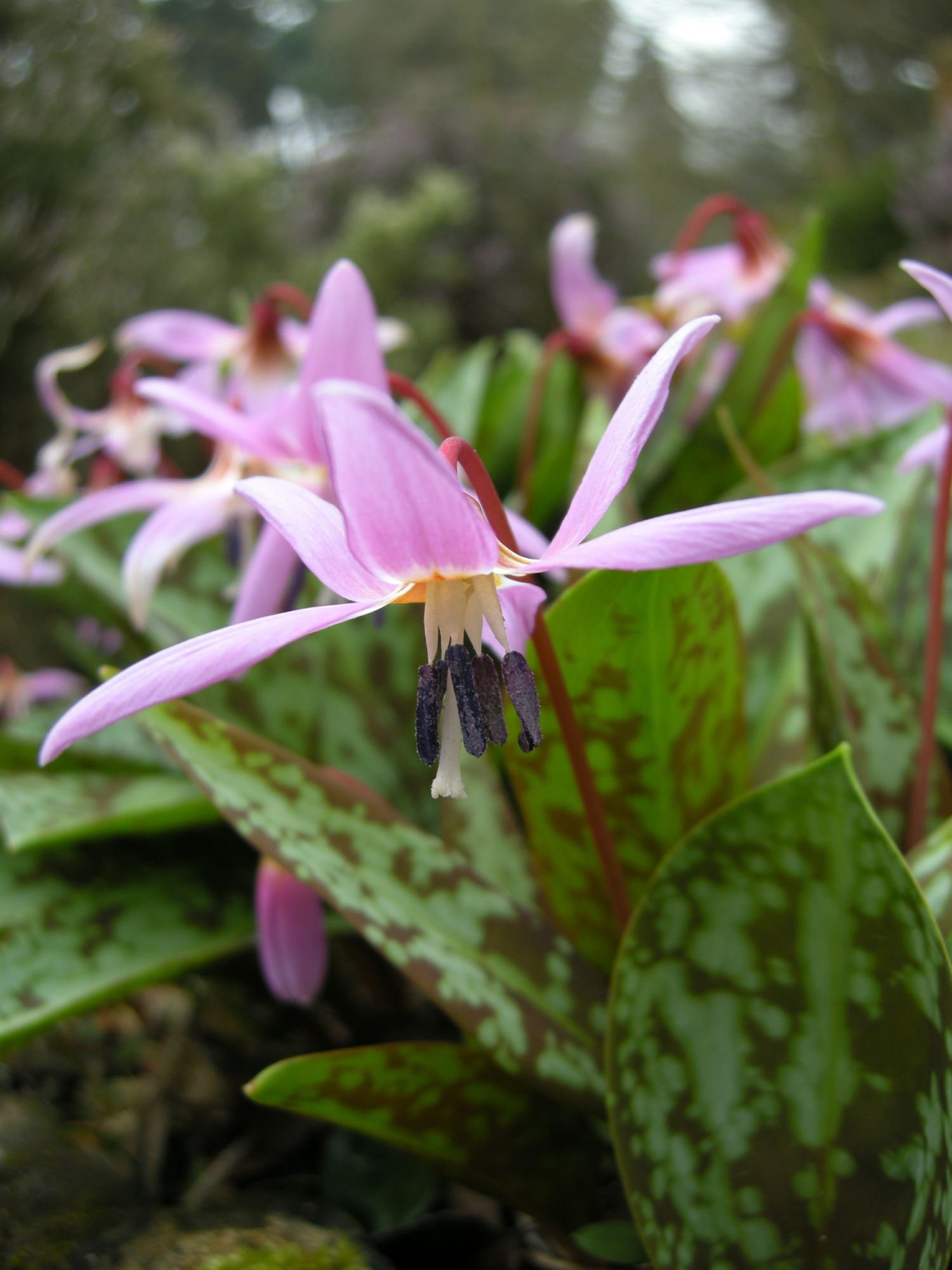 Image of Erythronium dens-canis