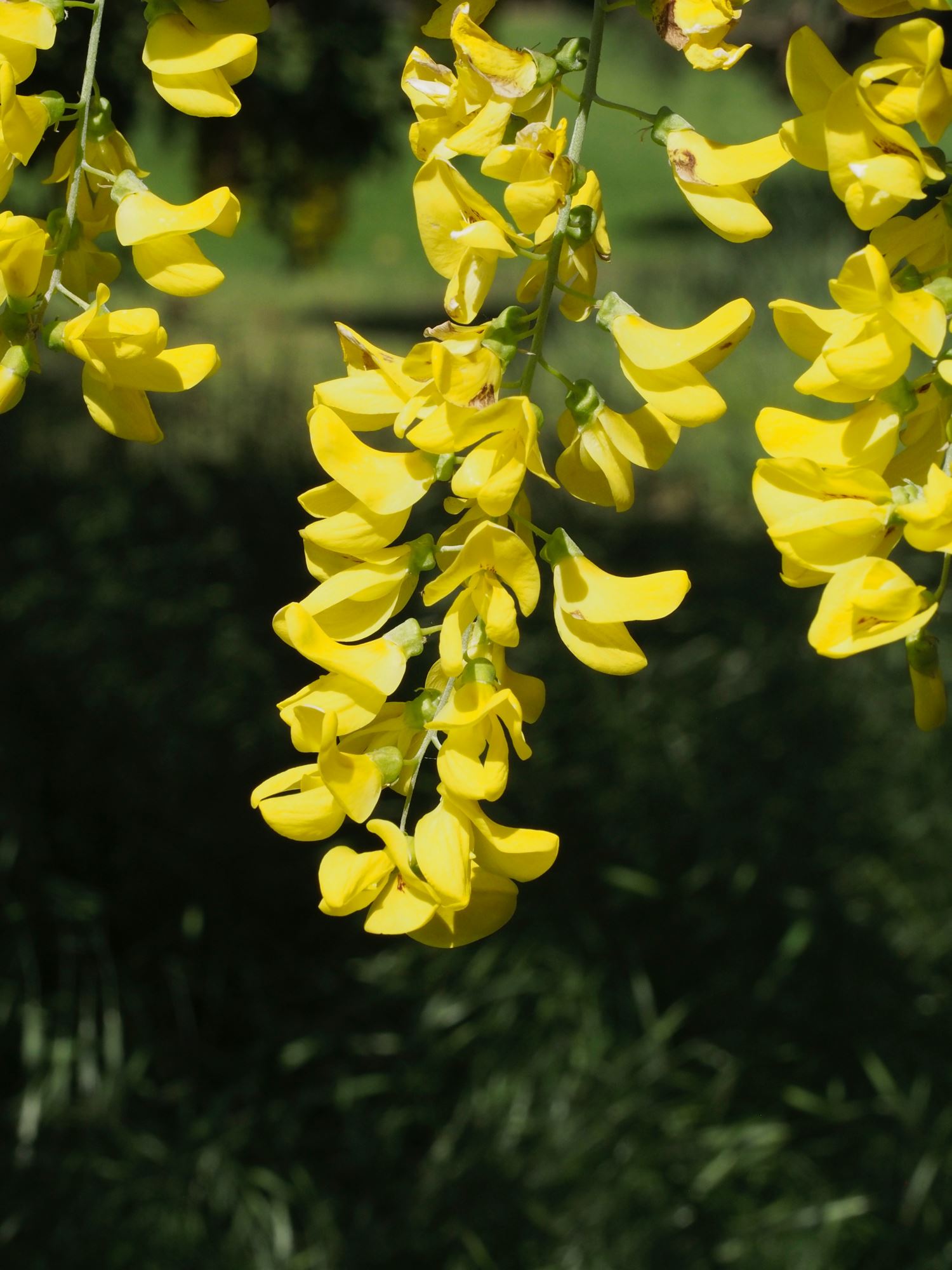 Image of Laburnum anagyroides