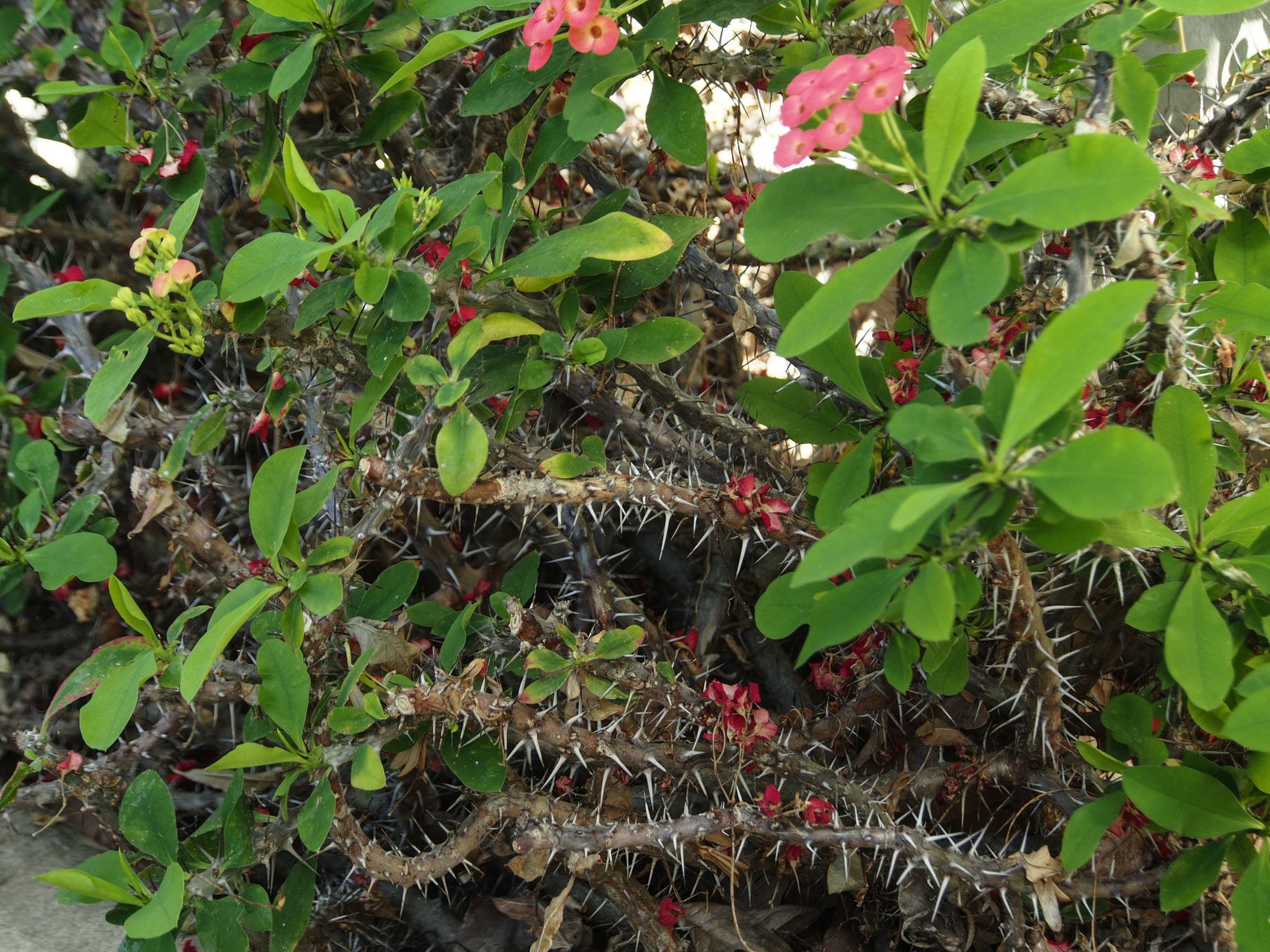 Image of Euphorbia milii var. splendens