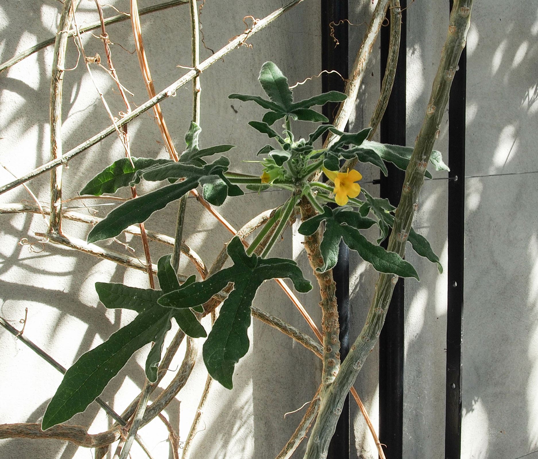 Image of Uncarina roeoesliana