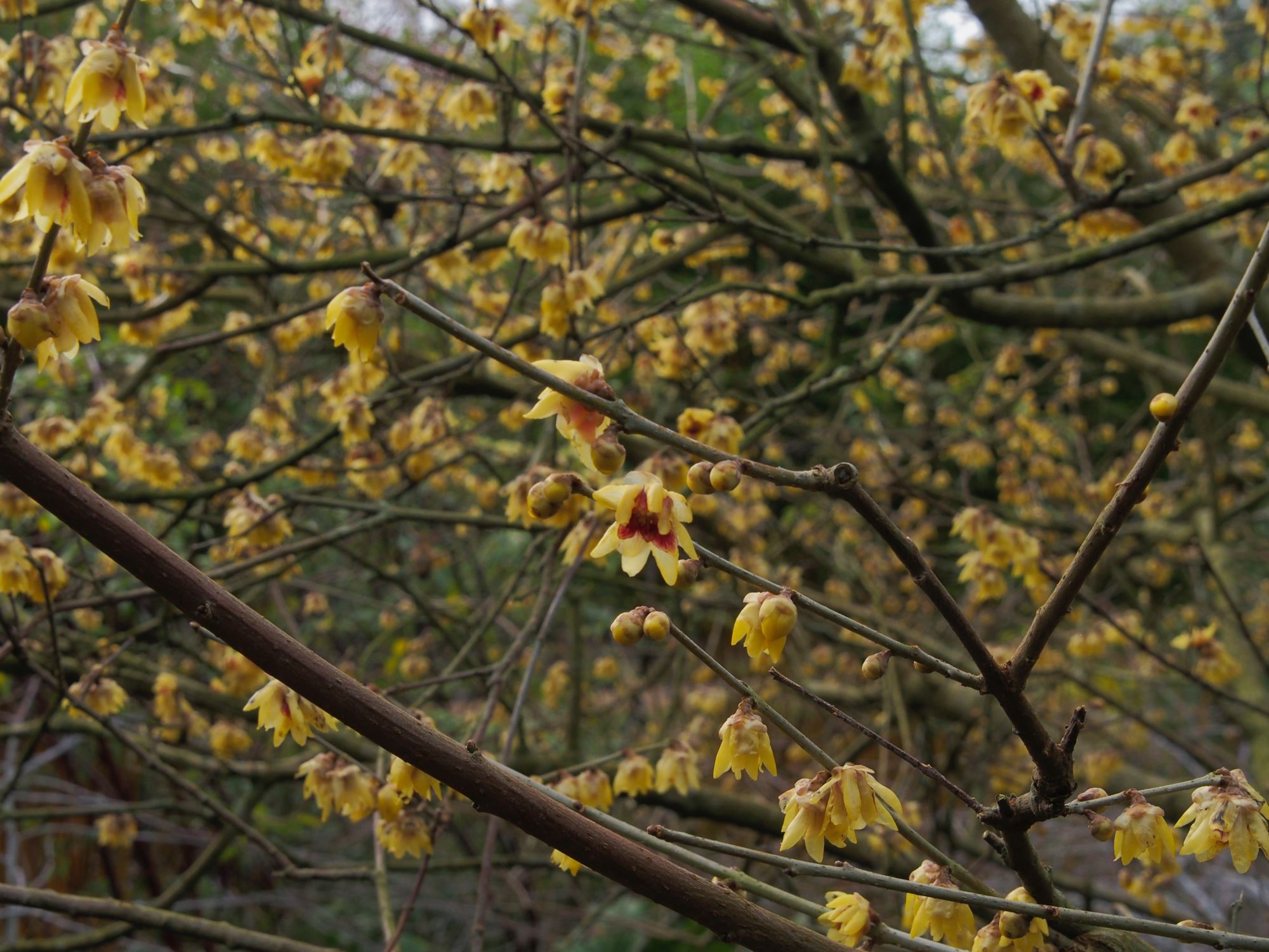 Image of Chimonanthus praecox 'Grandiflorus'