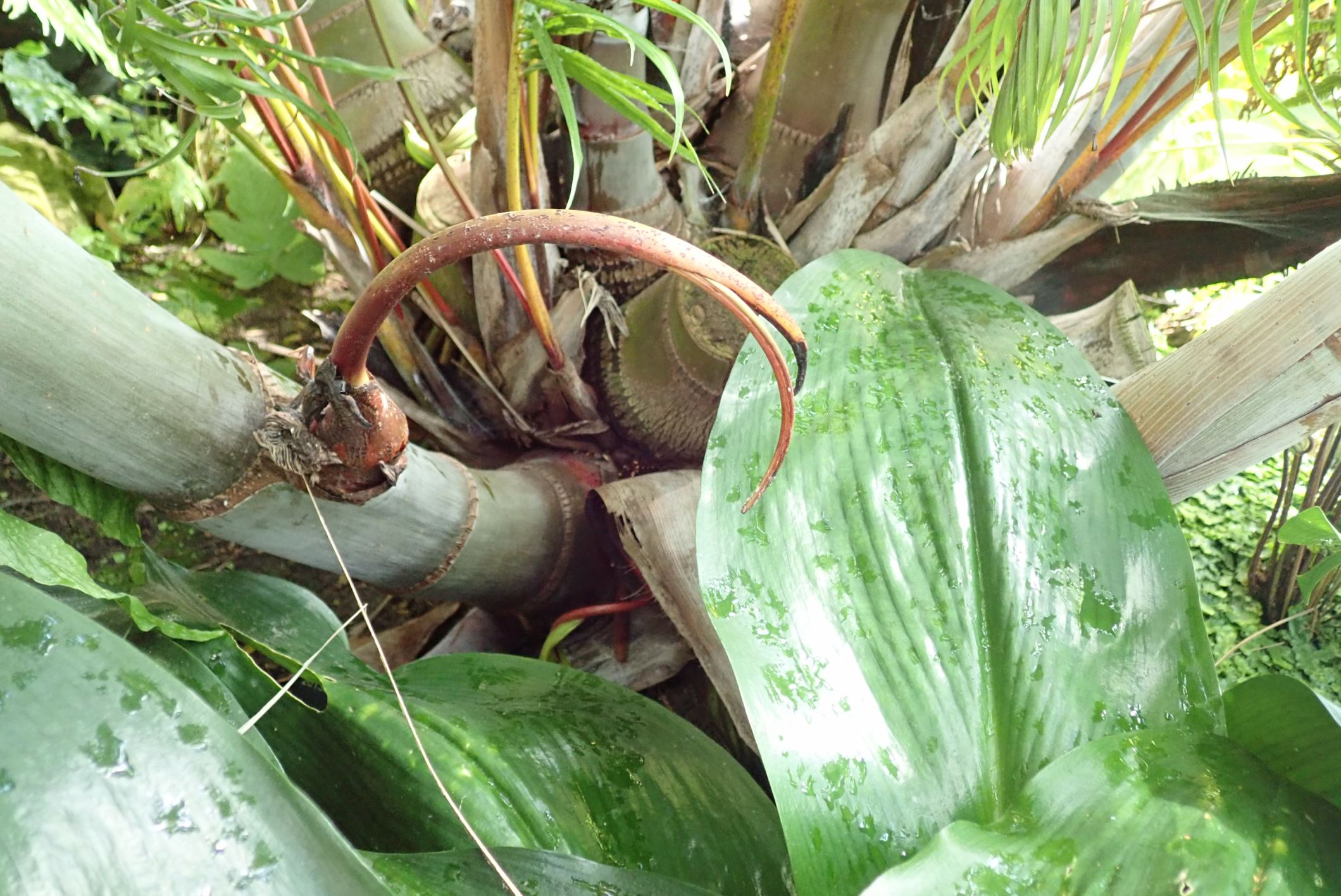 Image of Dypsis lutescens