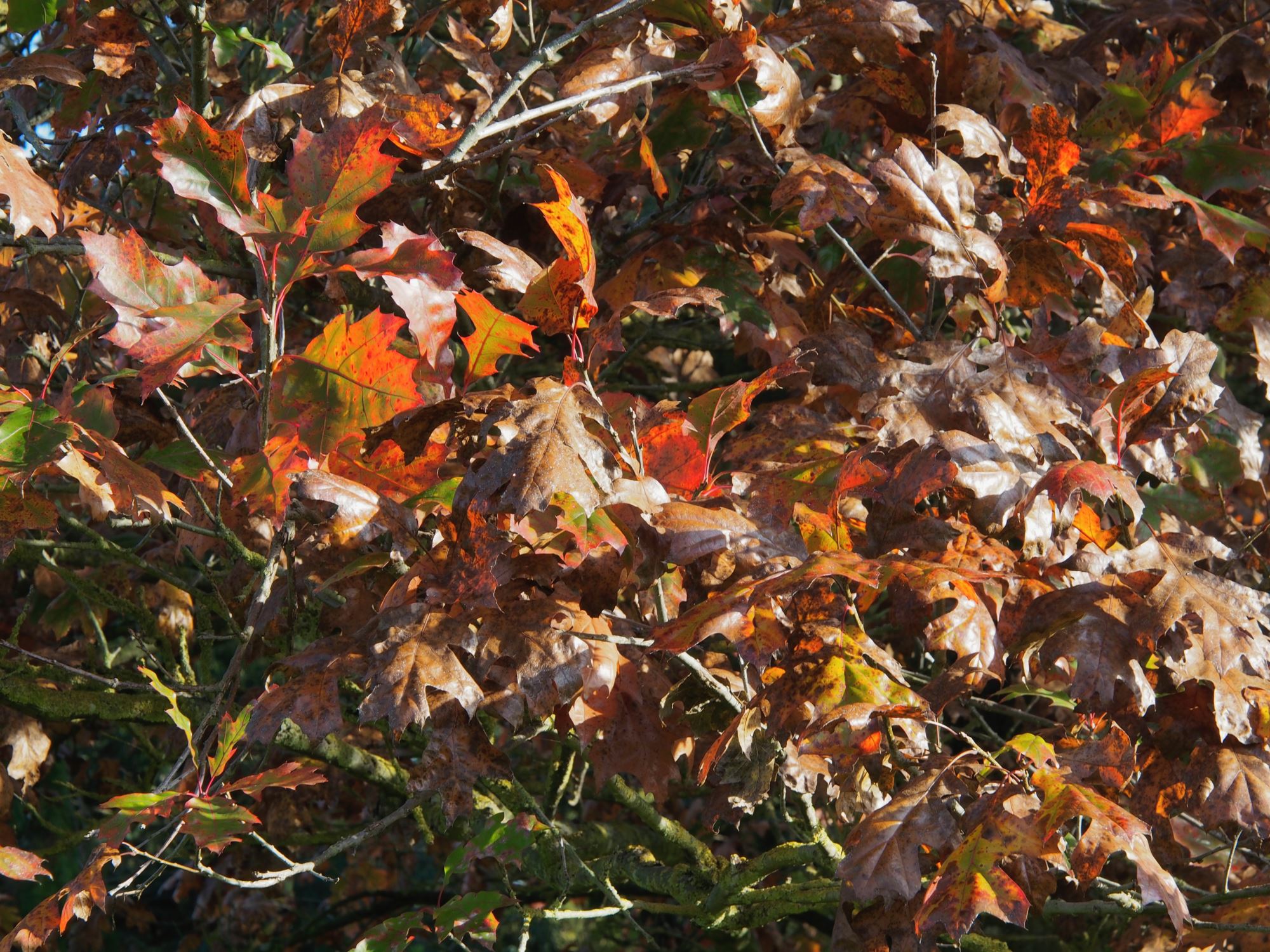 Image of Quercus velutina