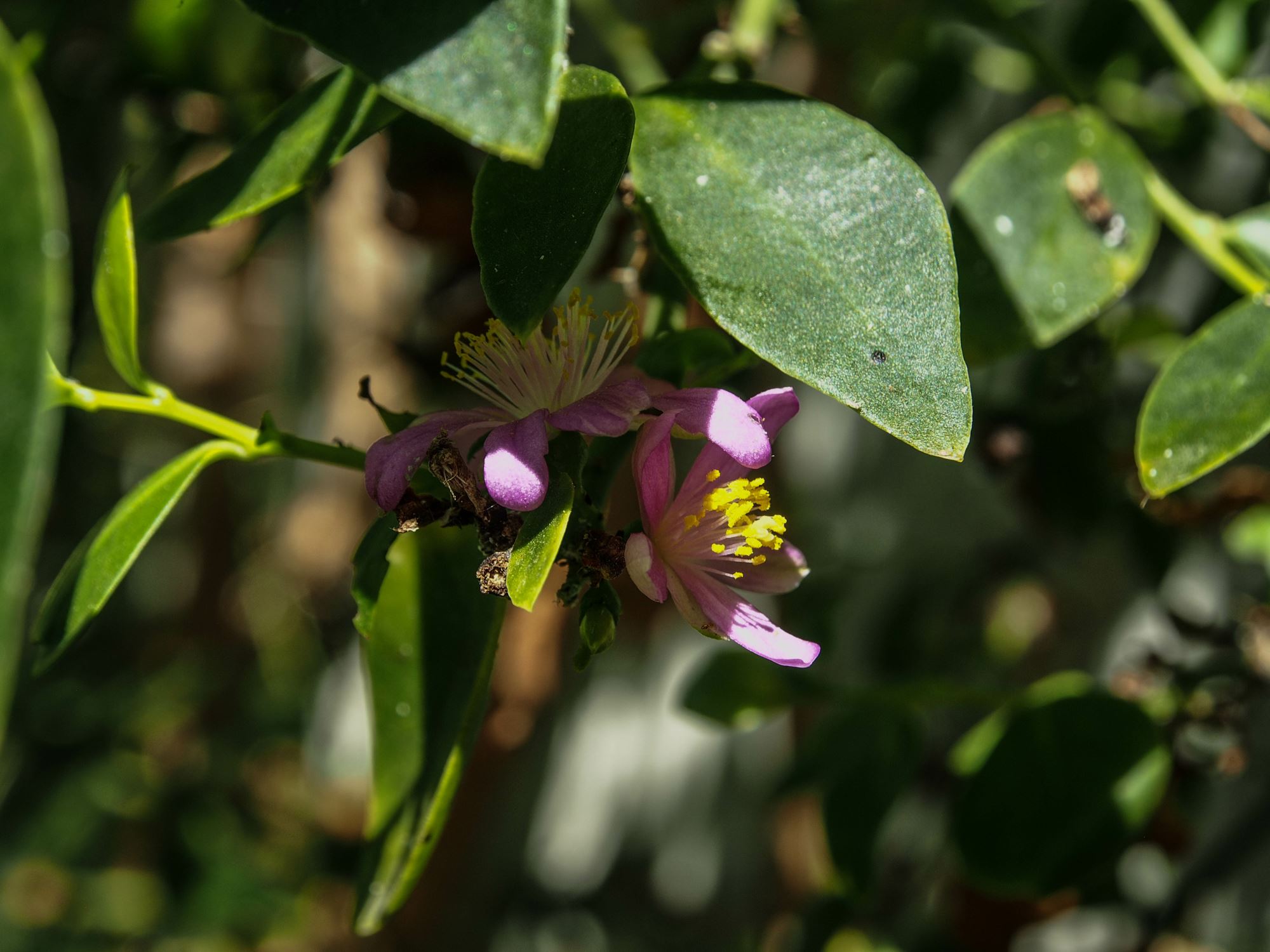 Image of Pereskia weberiana