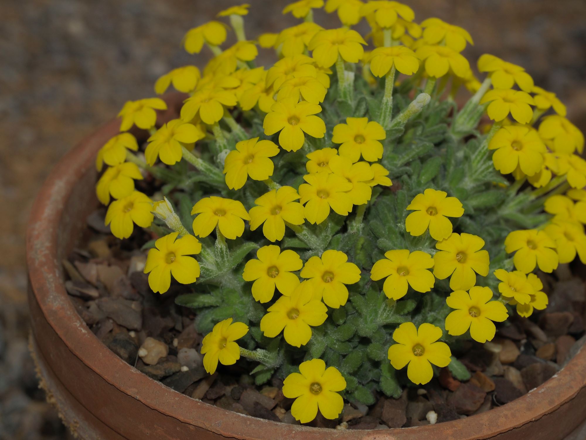 Image of Dionysia aretioides 'Bevere'