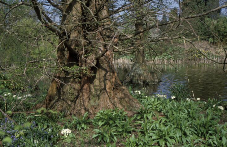 Image of Metasequoia glyptostroboides
