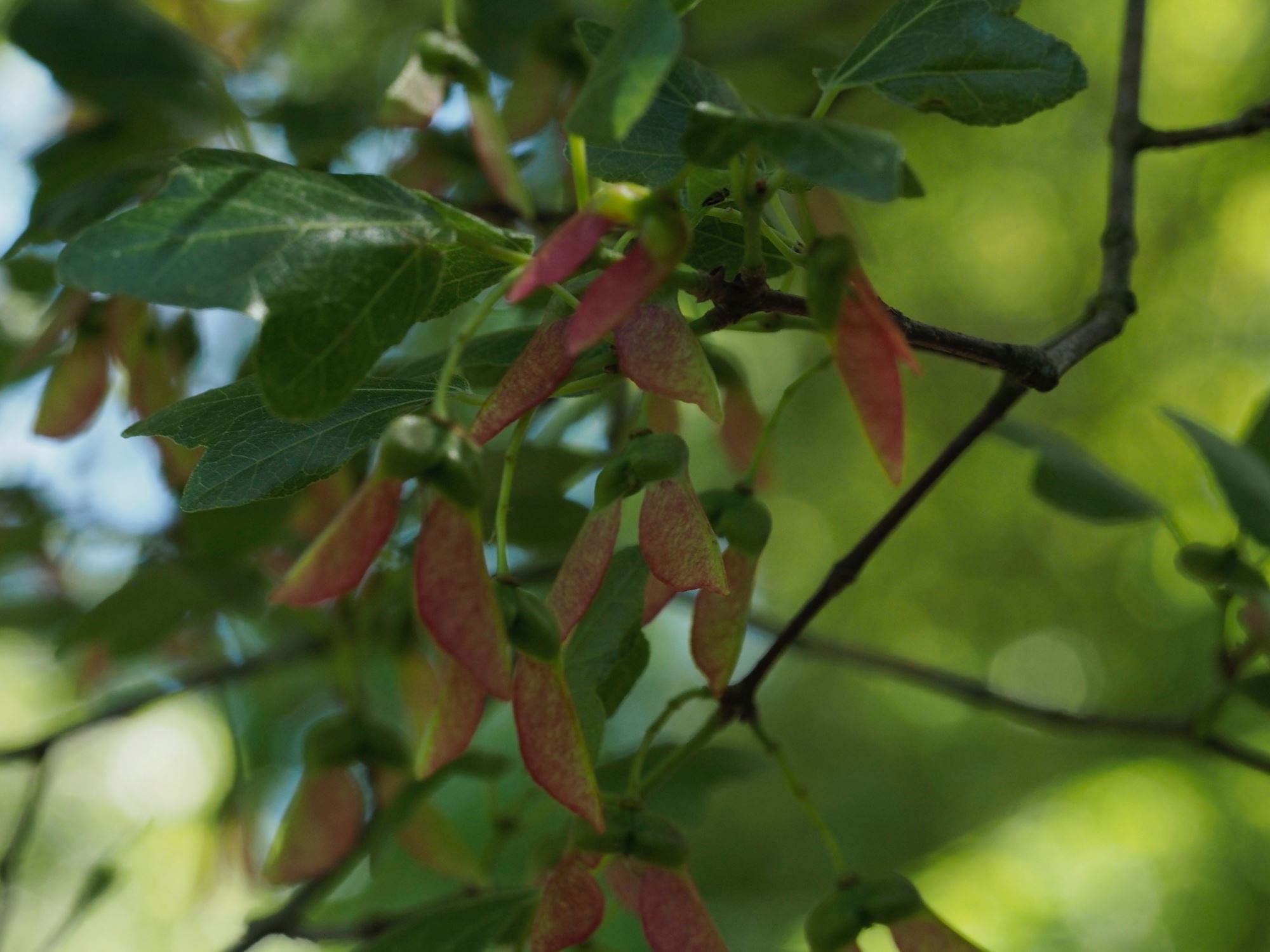 Image of Acer sempervirens
