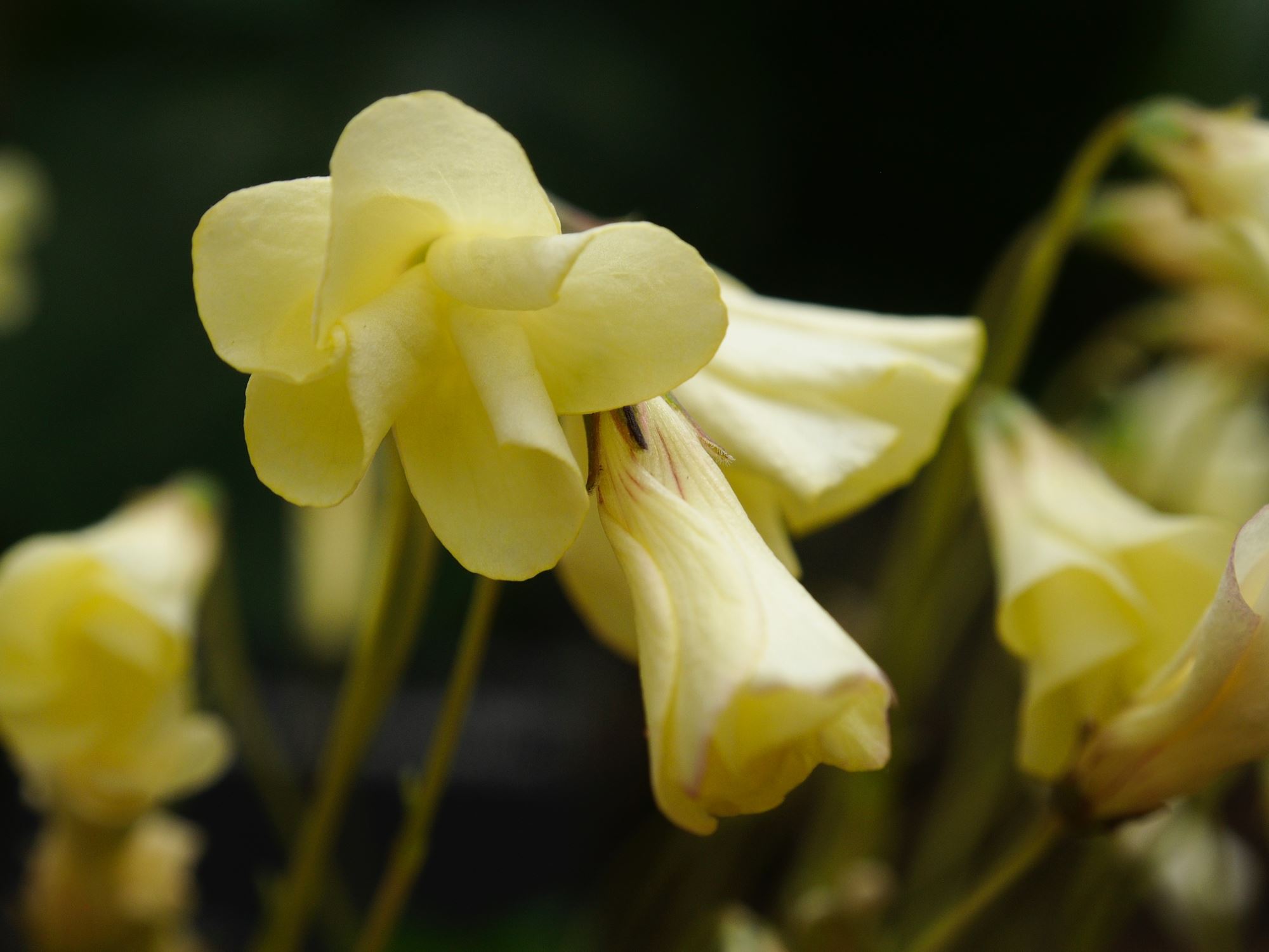 Image of Oxalis perdicaria 'Cetrino'