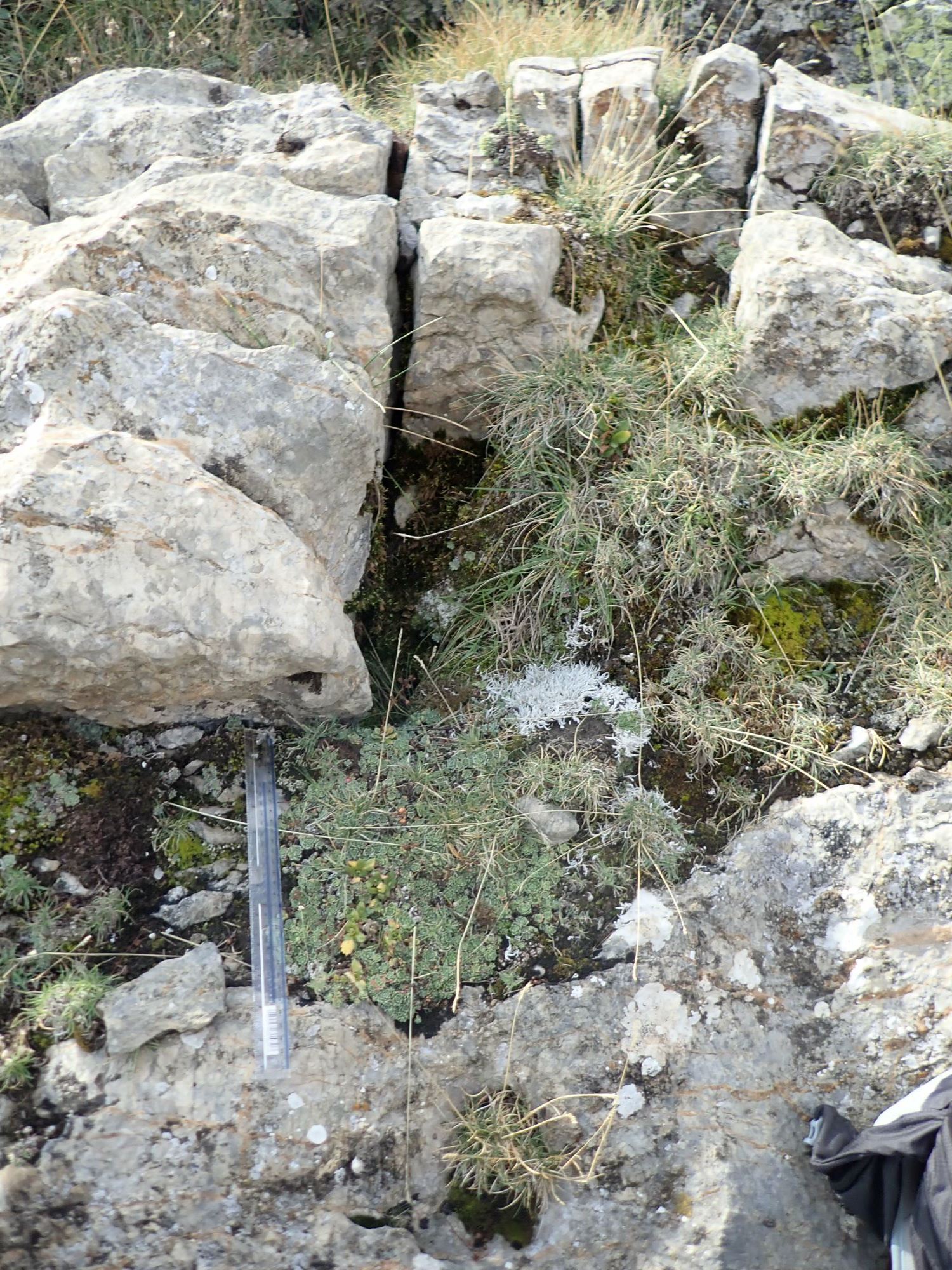 Image of Saxifraga paniculata