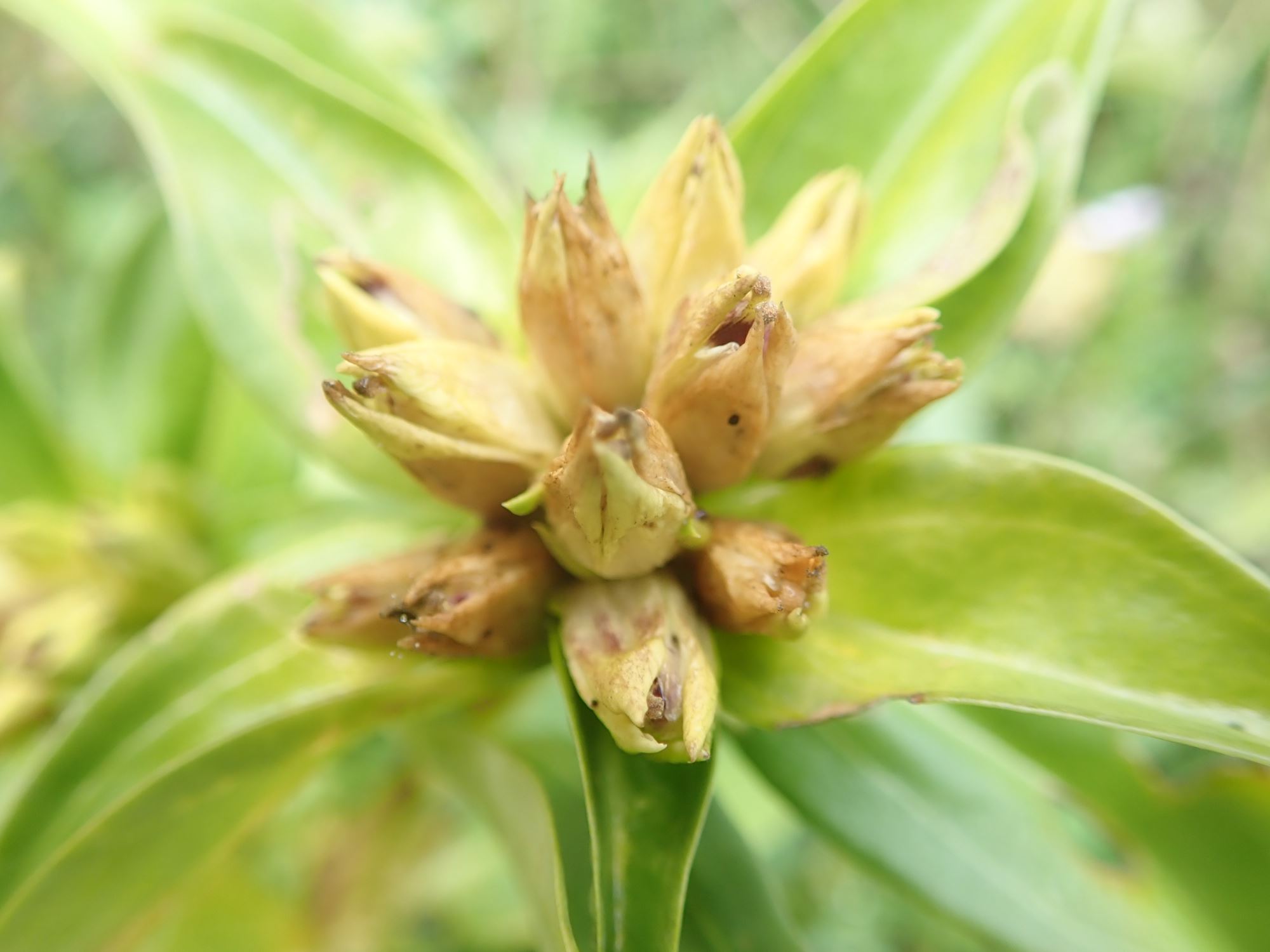Image of Gentiana burseri