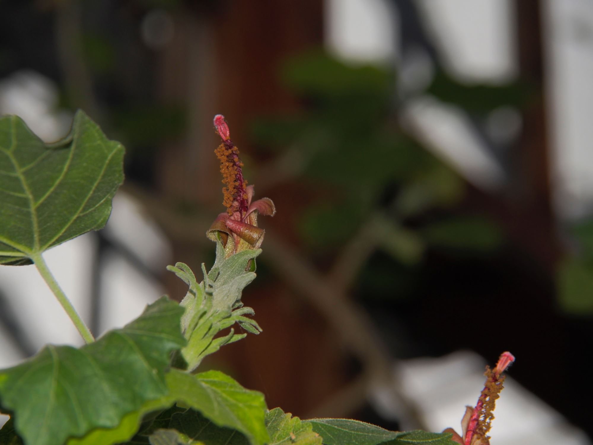 Image of Hibiscadelphus distans