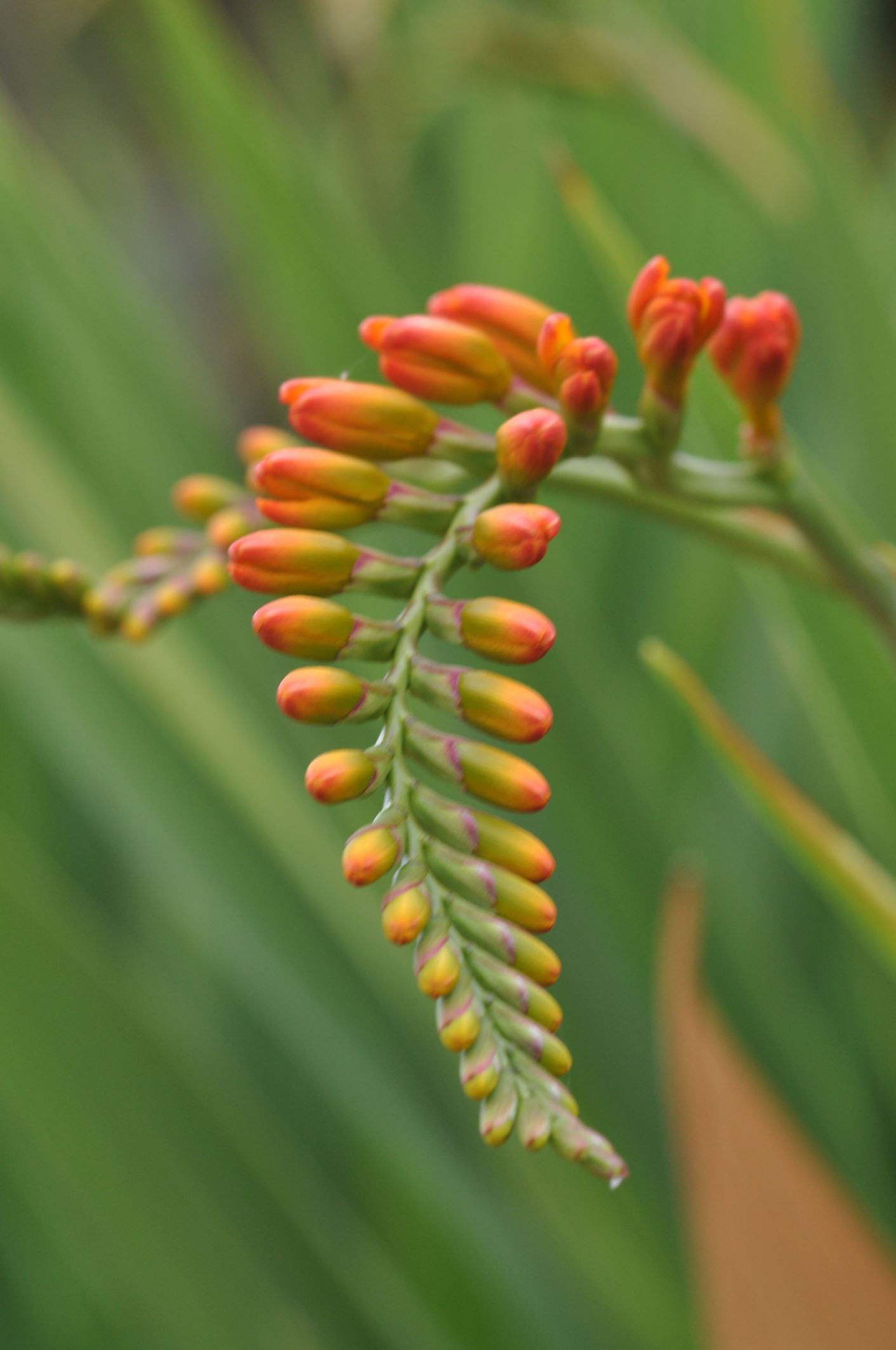 Image of Crocosmia masoniorum
