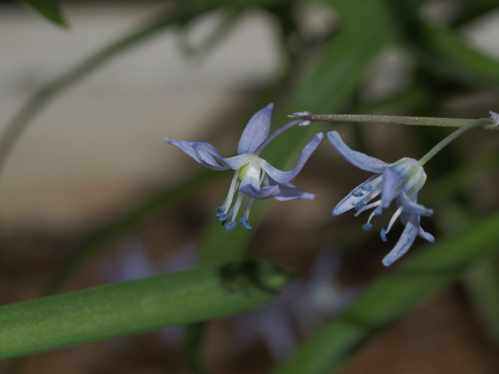 Image of Scilla sp.