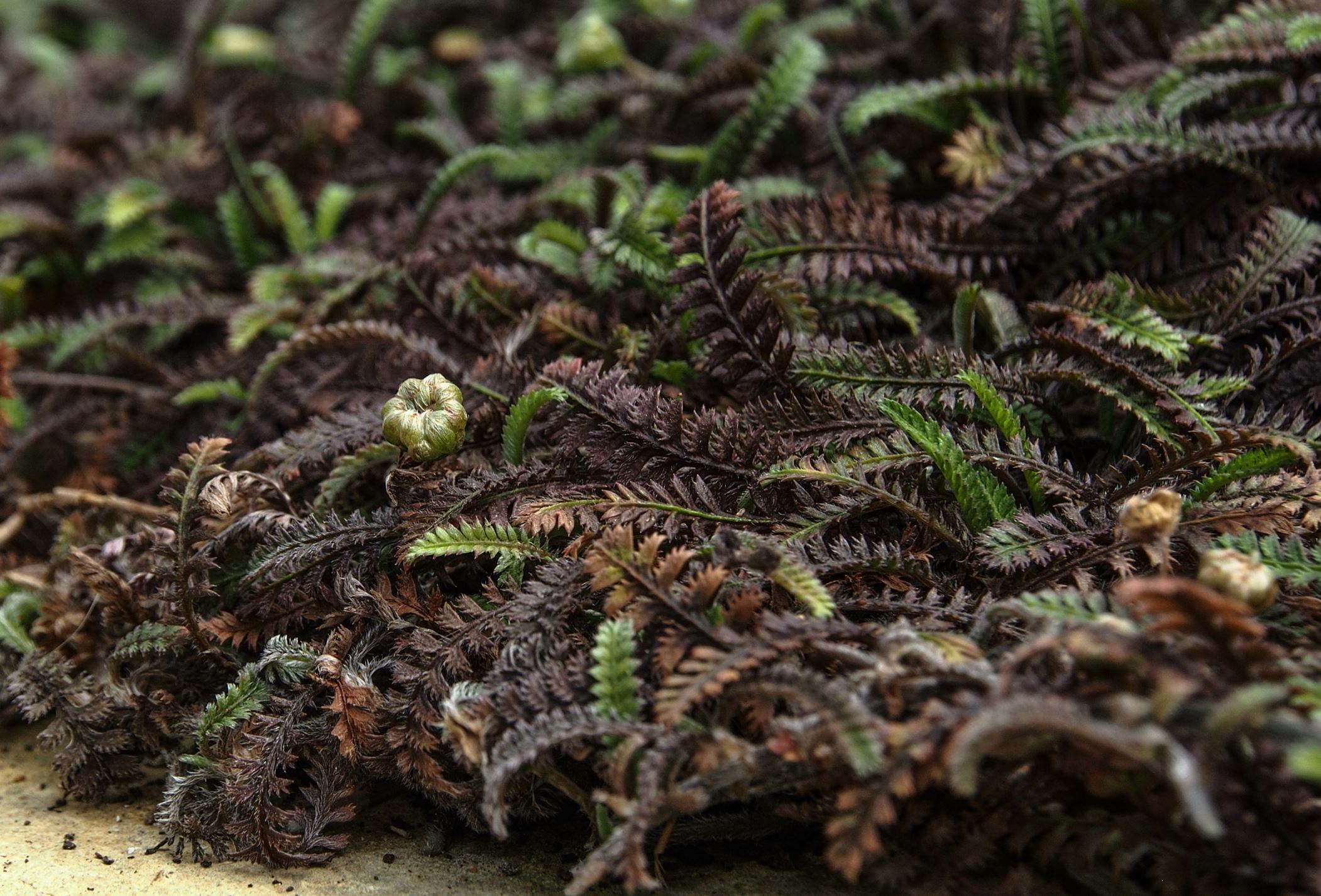 Image of Leptinella 'Platts Black'