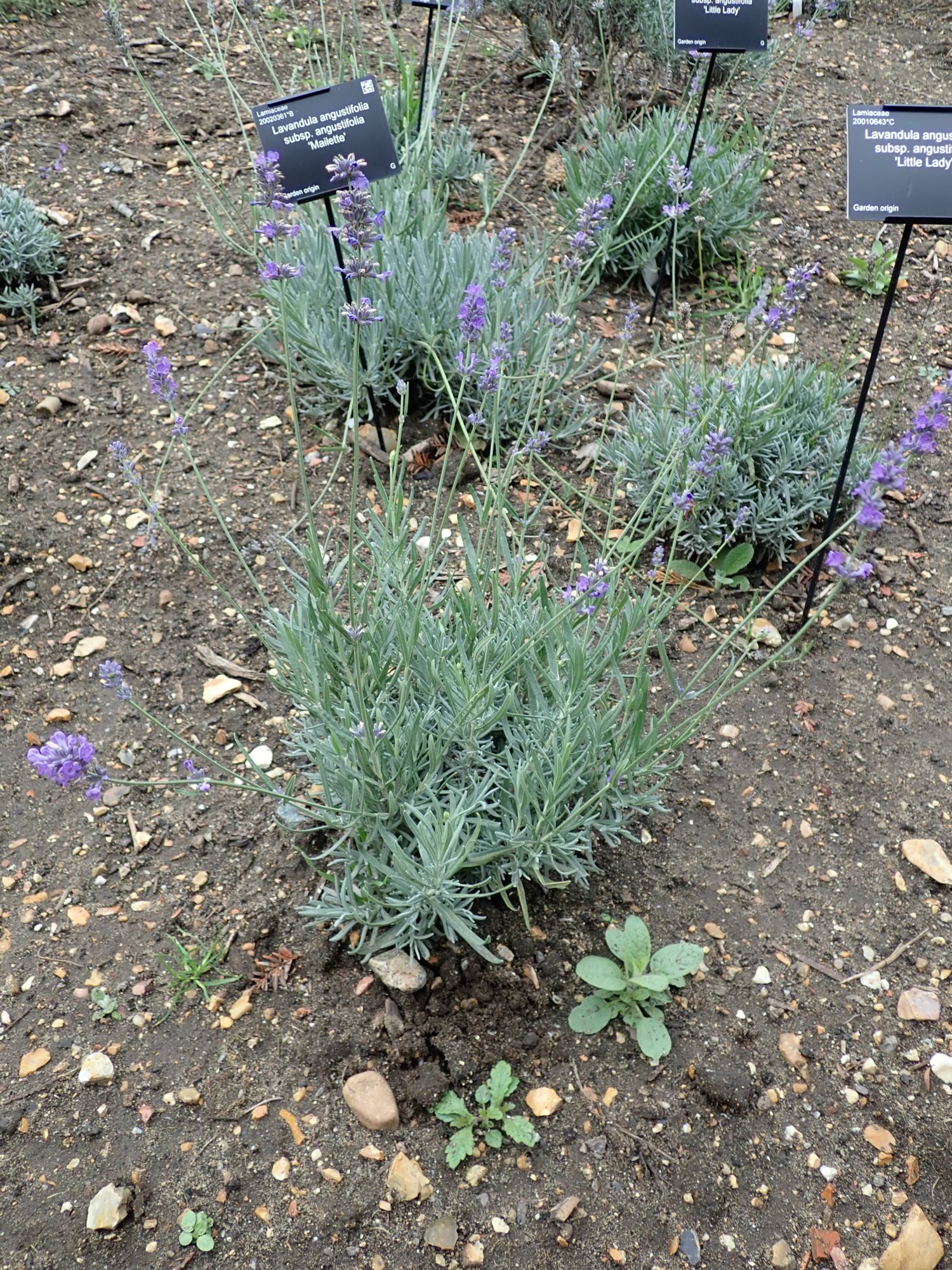 Image of Lavandula angustifolia subsp. angustifolia 'Mailette'
