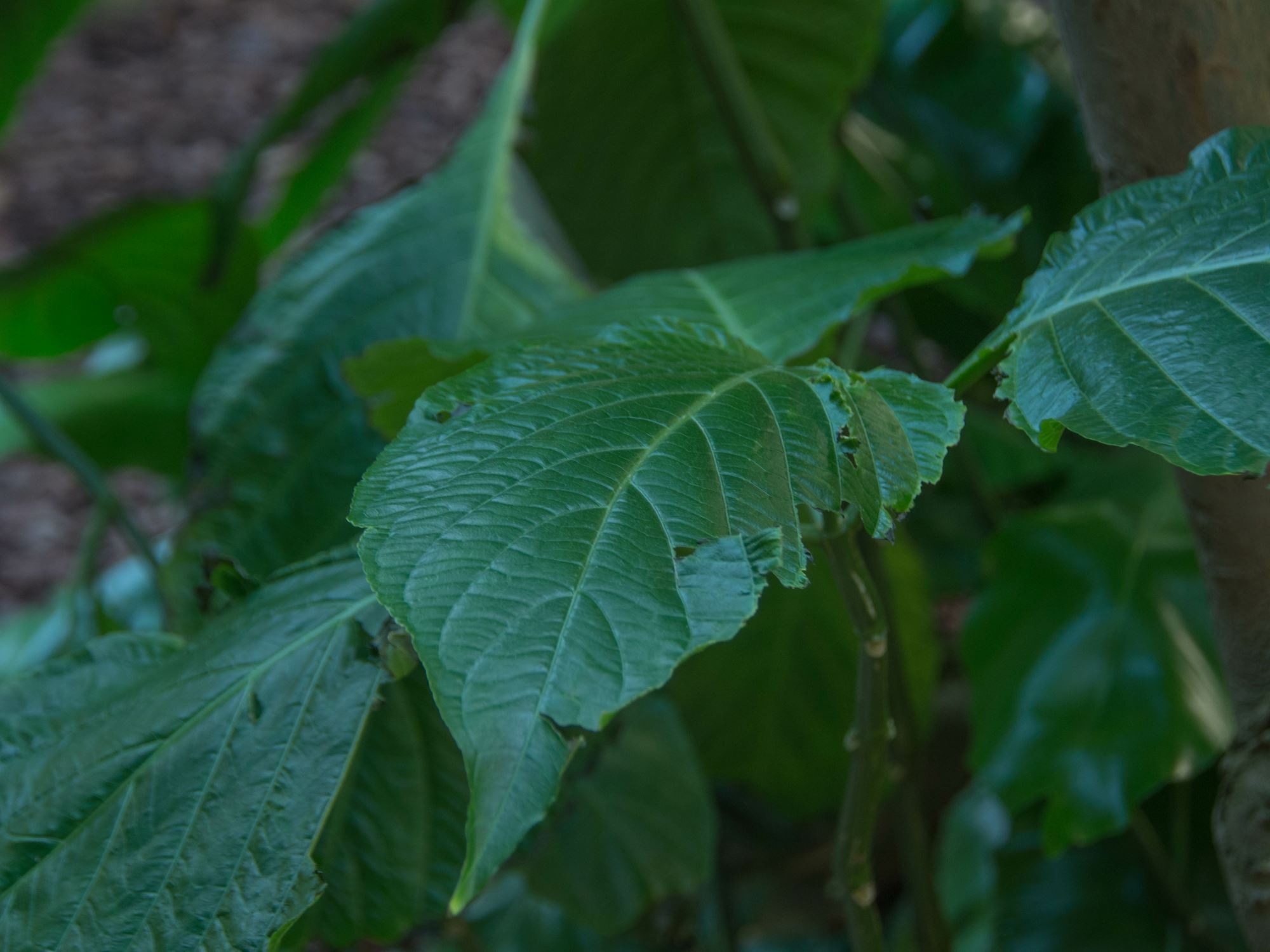 Image of Justicia aurea