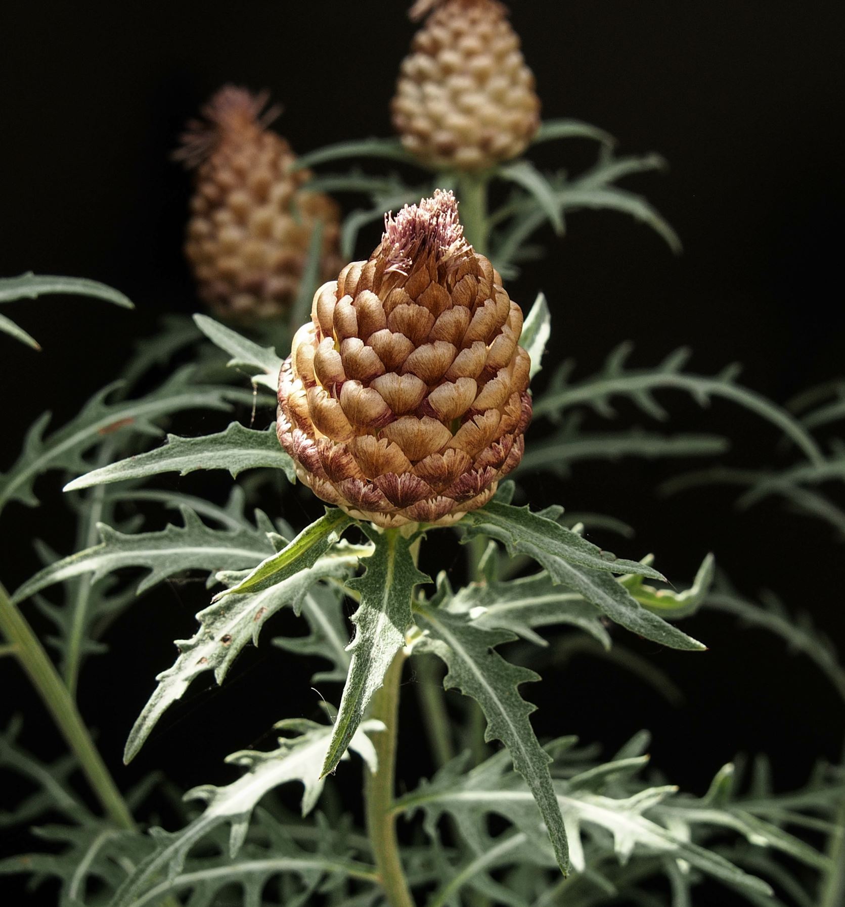 Image of Leuzea conifera