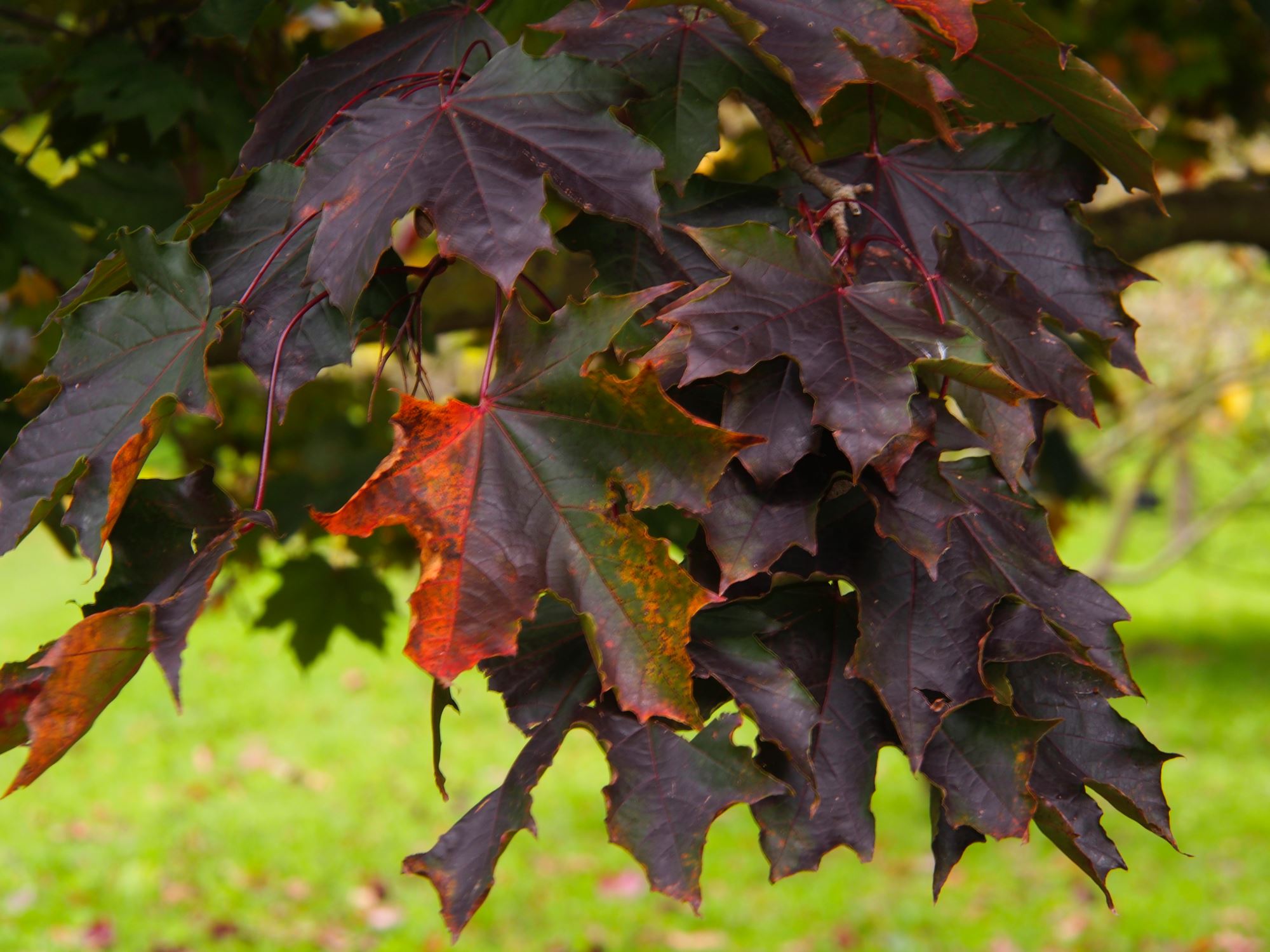 Image of Acer platanoides 'Goldsworth Purple'