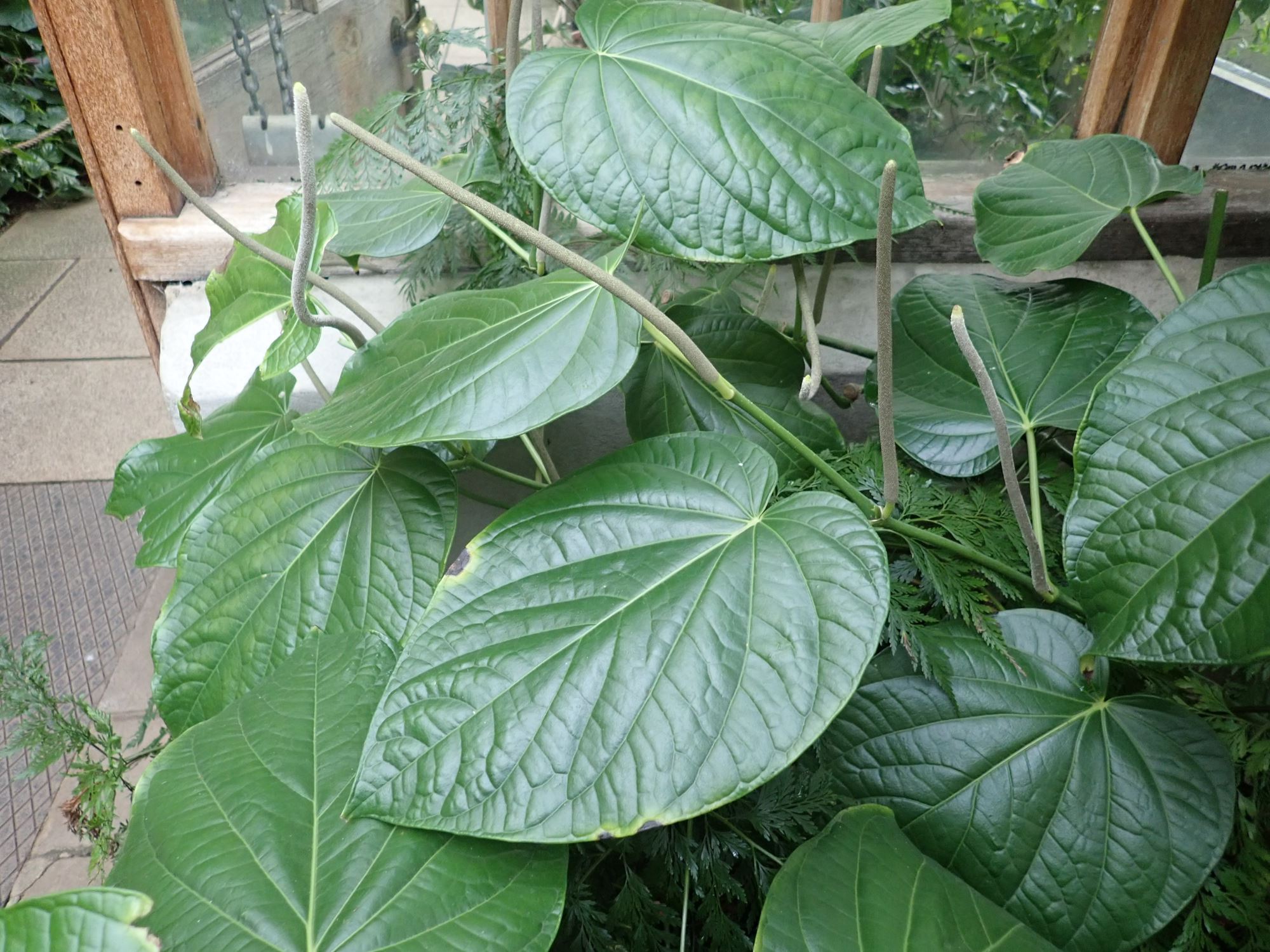 Image of Piper auritum