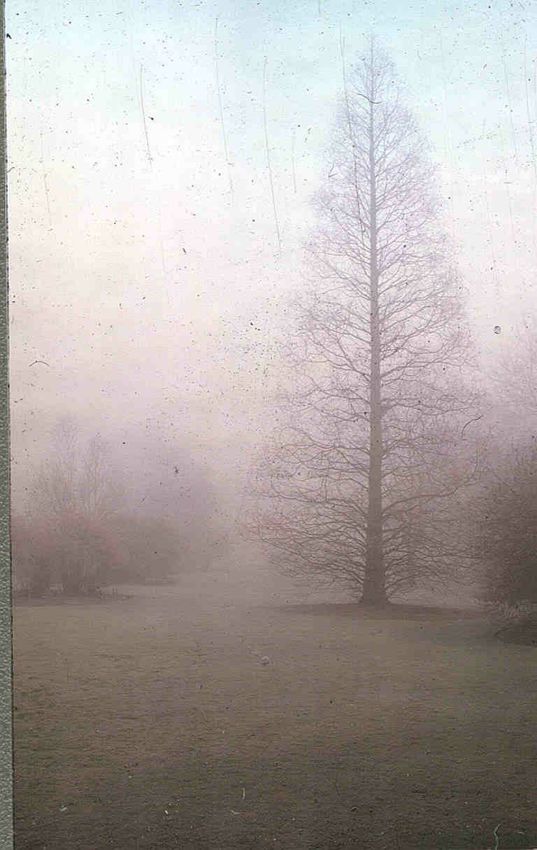 Image of Metasequoia glyptostroboides
