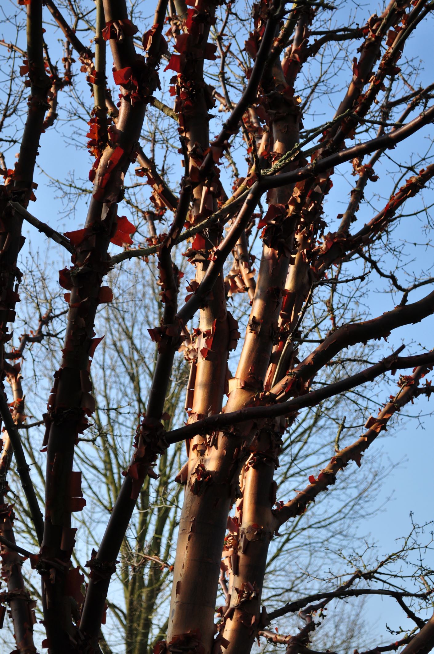 Image of Acer griseum