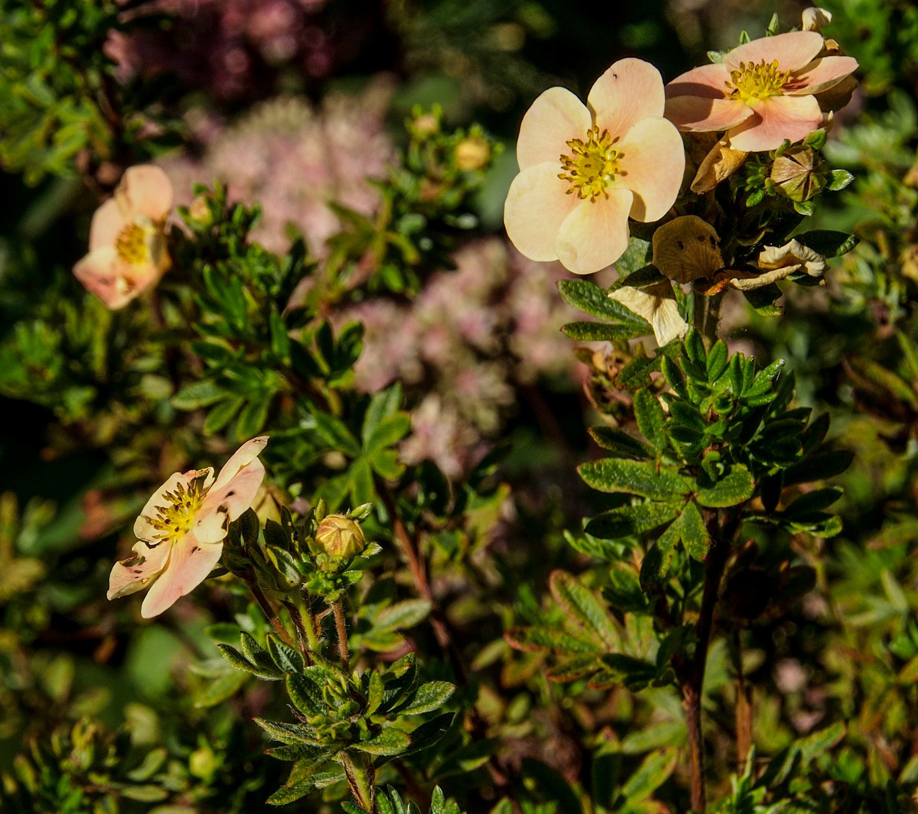 Image of Potentilla fruticosa 'Daydawn'