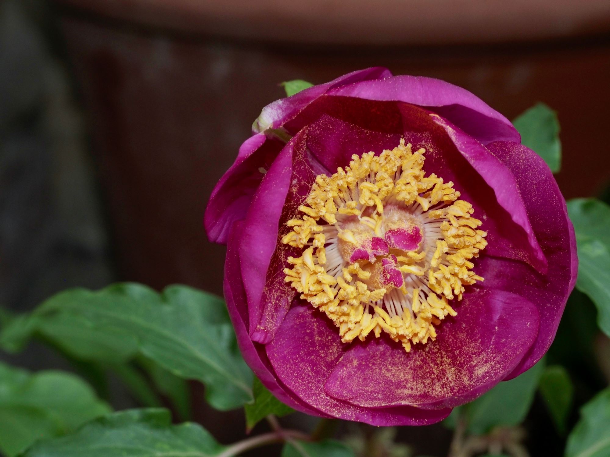 Image of Paeonia mascula subsp. mascula
