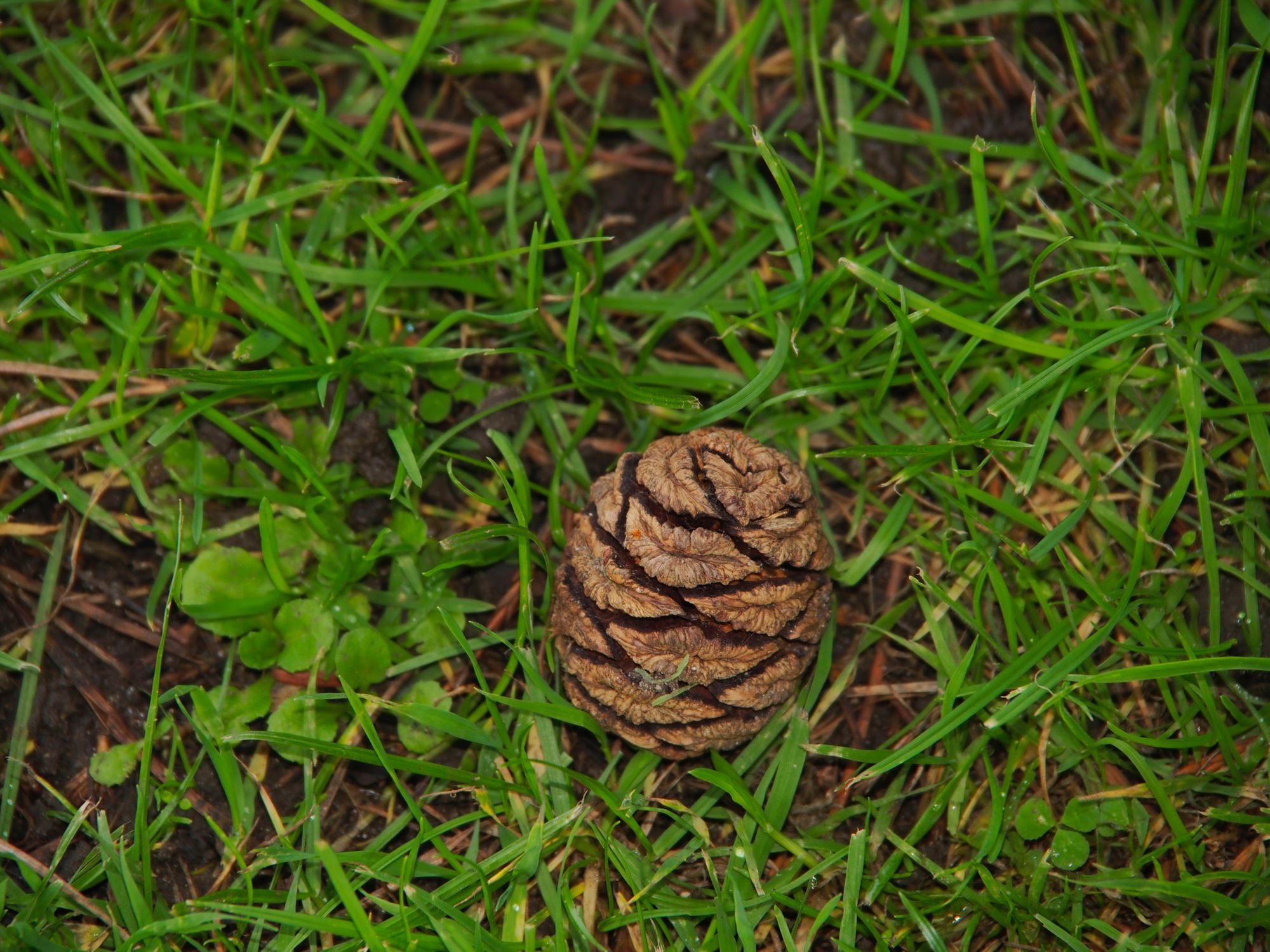 Image of Sequoiadendron giganteum